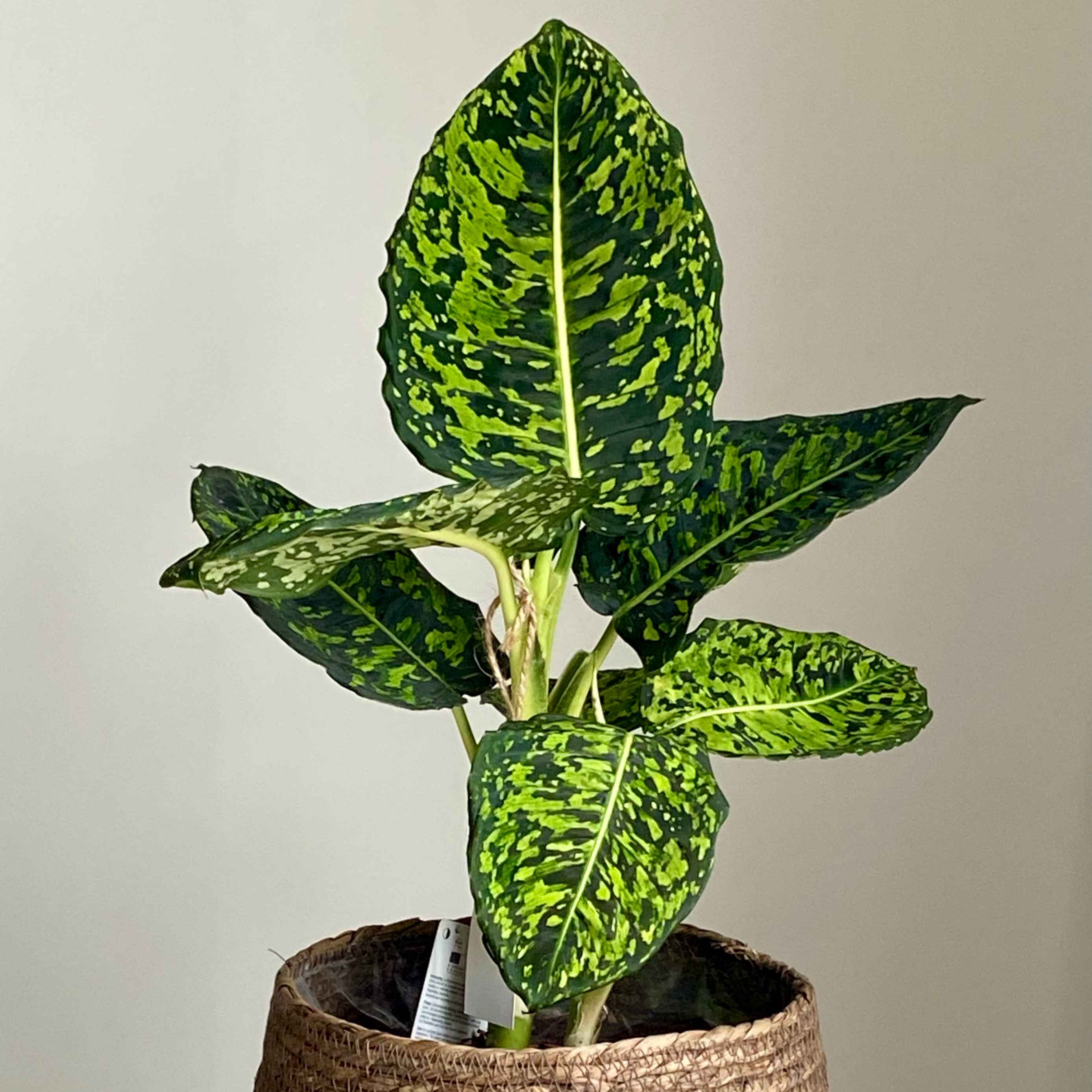 Дифенбахія Рефлектор