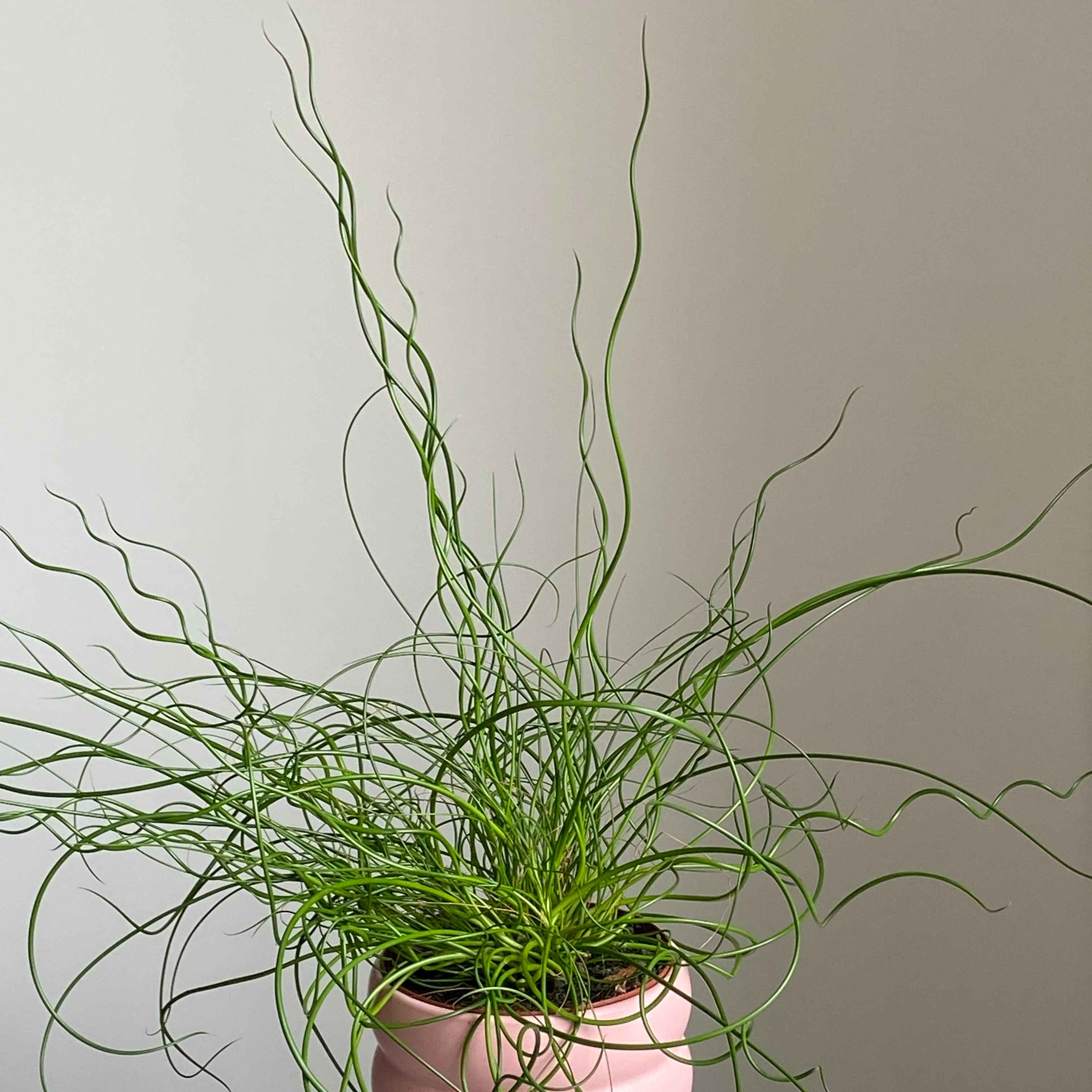 Ситник розлогий Spiralis