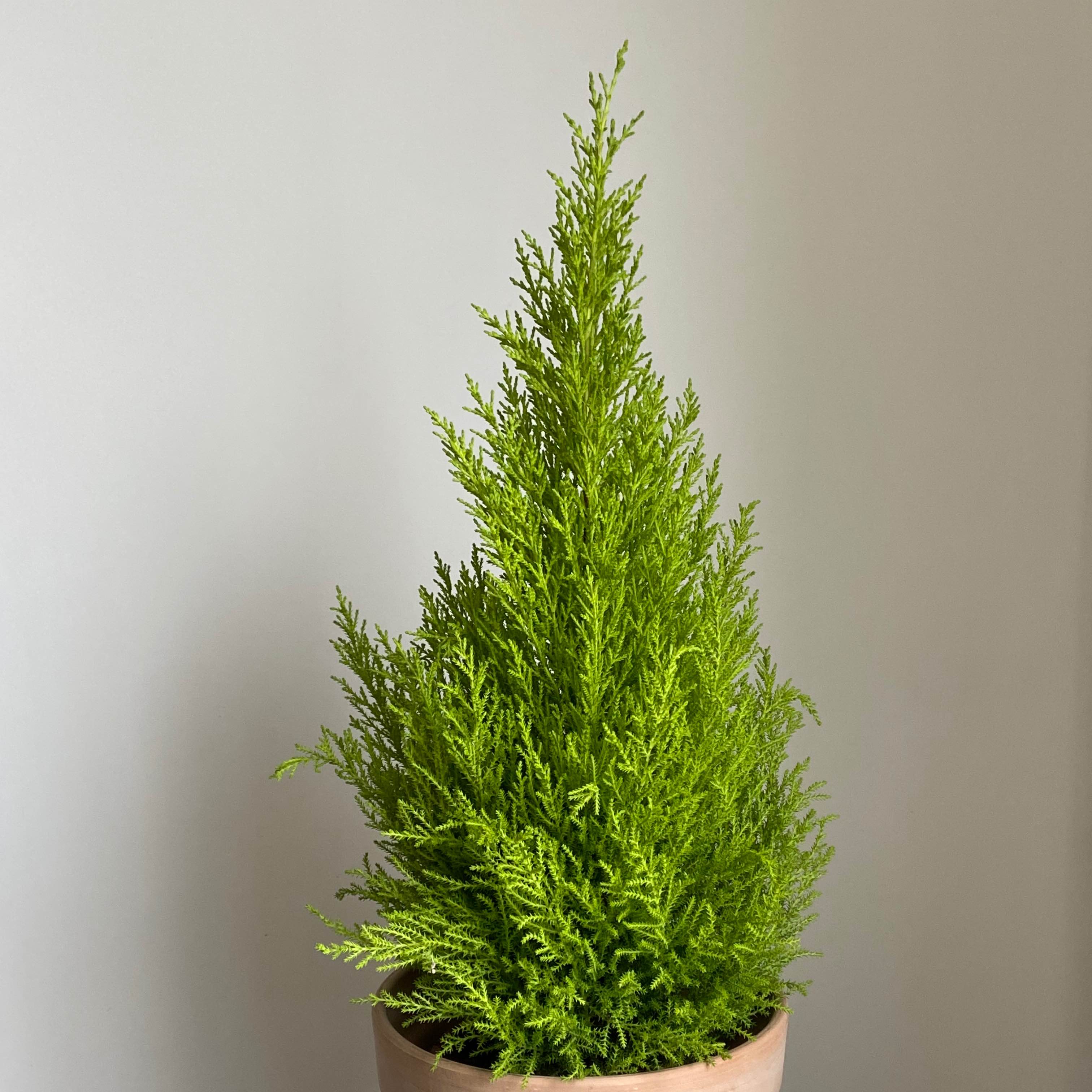 Ципрессус Goldcrest Vilma