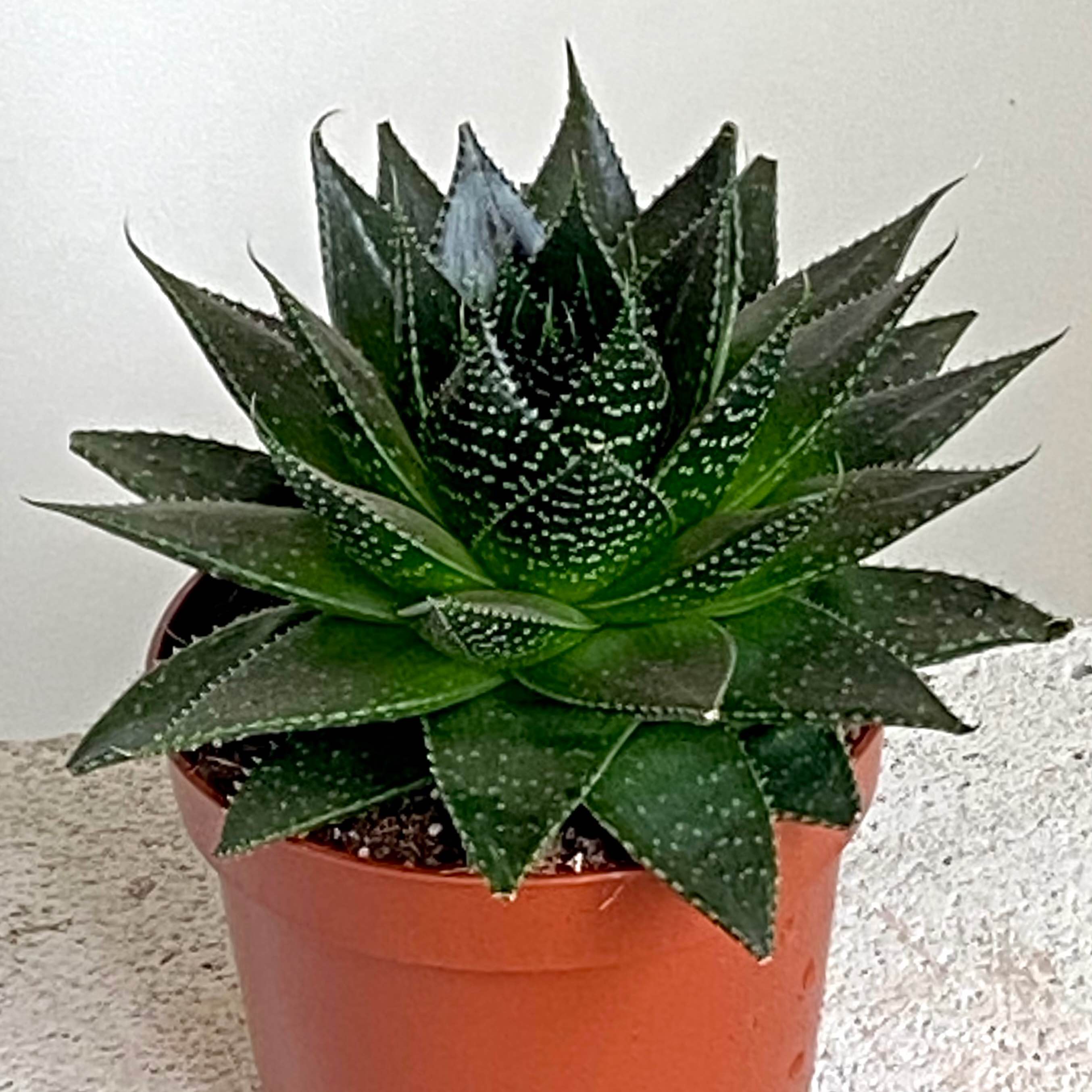 Хавортія ліміфолія