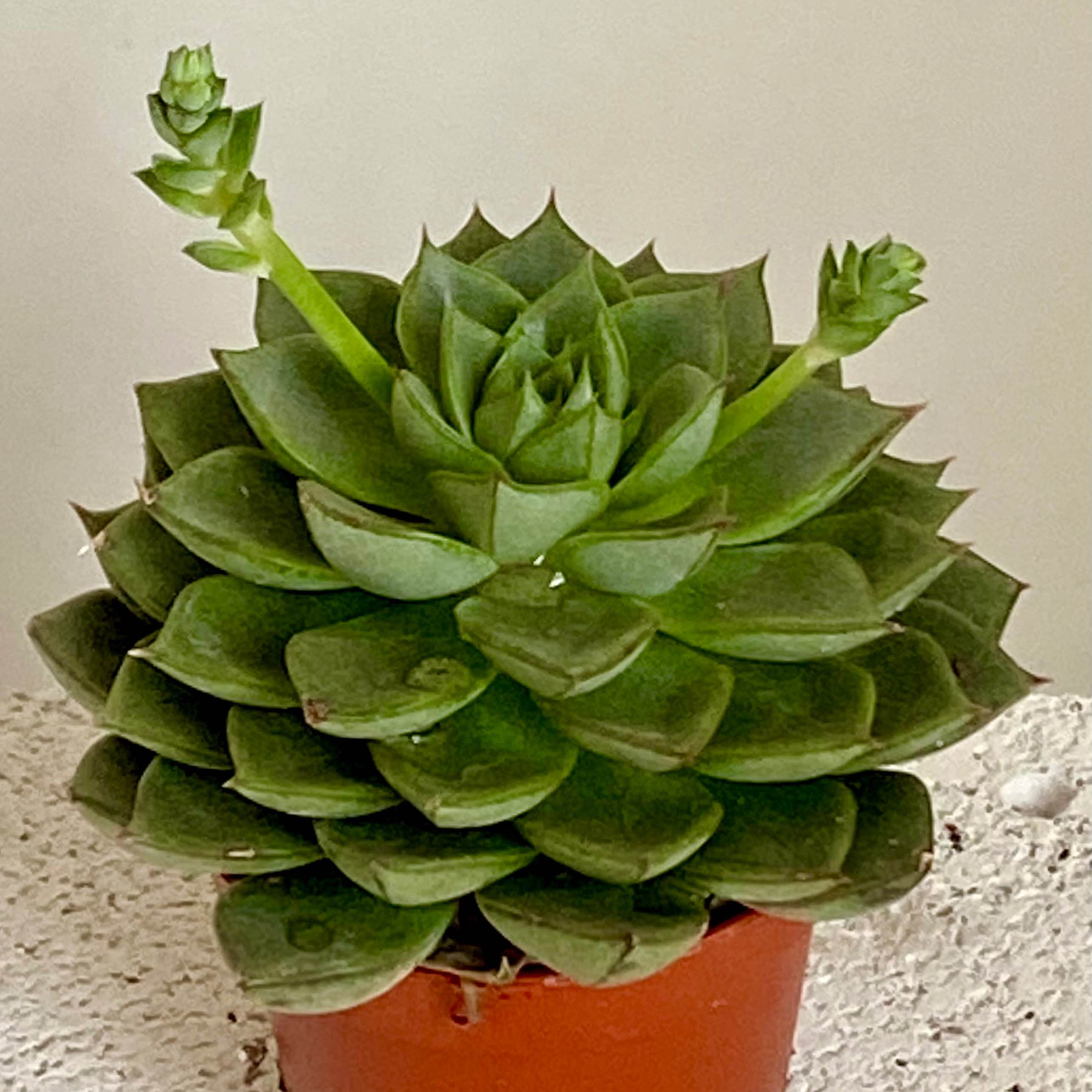 Ехеверія міні