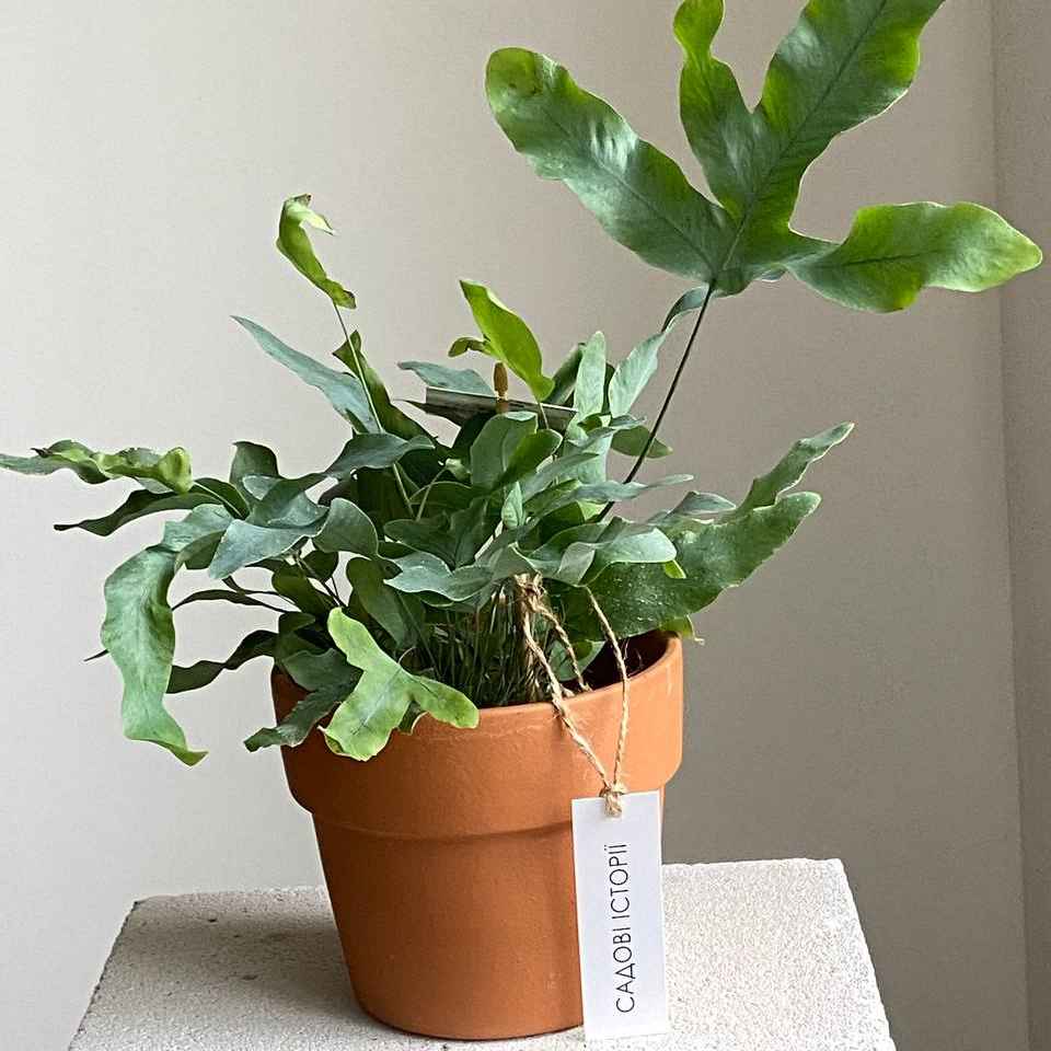 Плебодіум d12