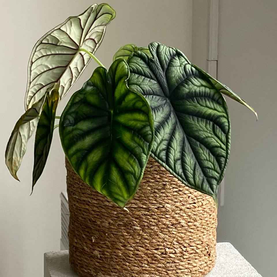 Алоказія Драгон