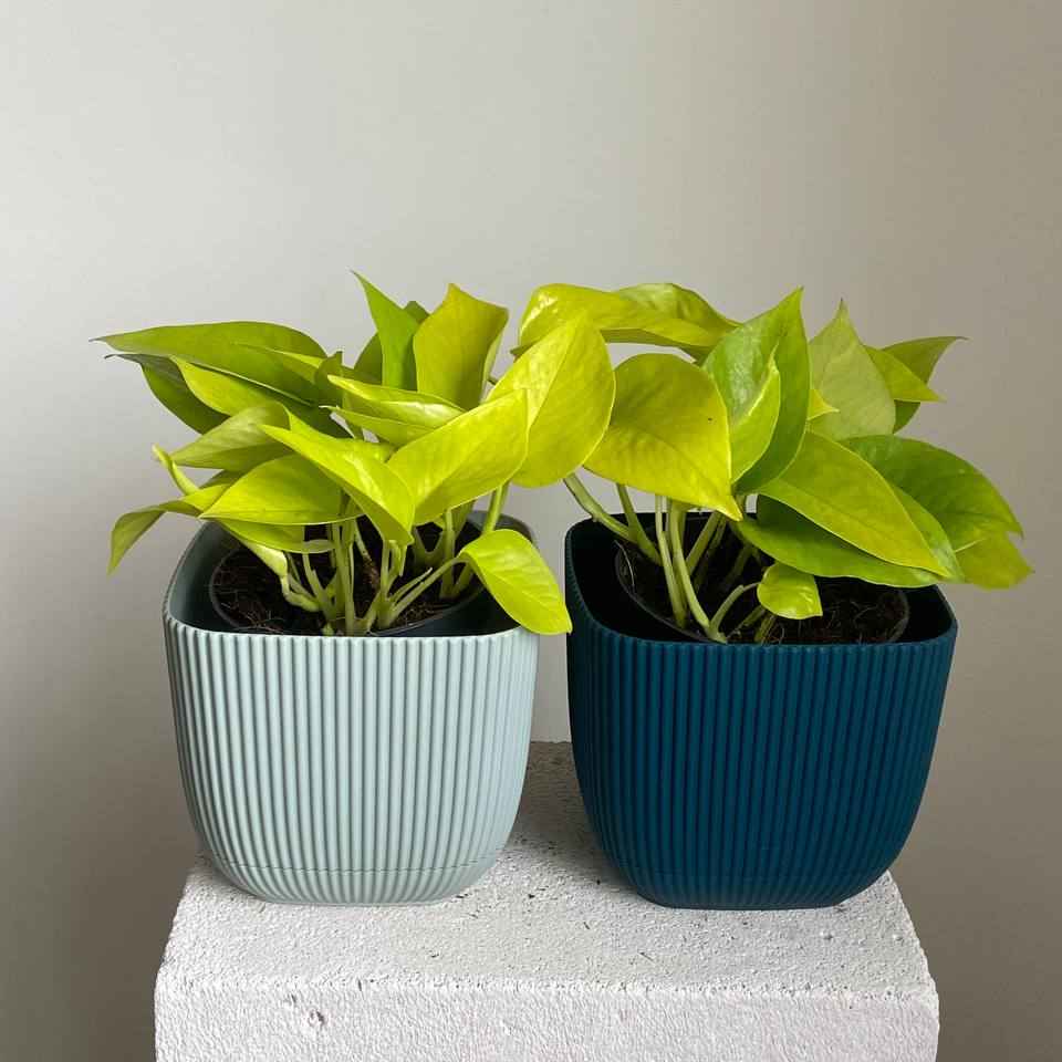 Епіпремнум Неон