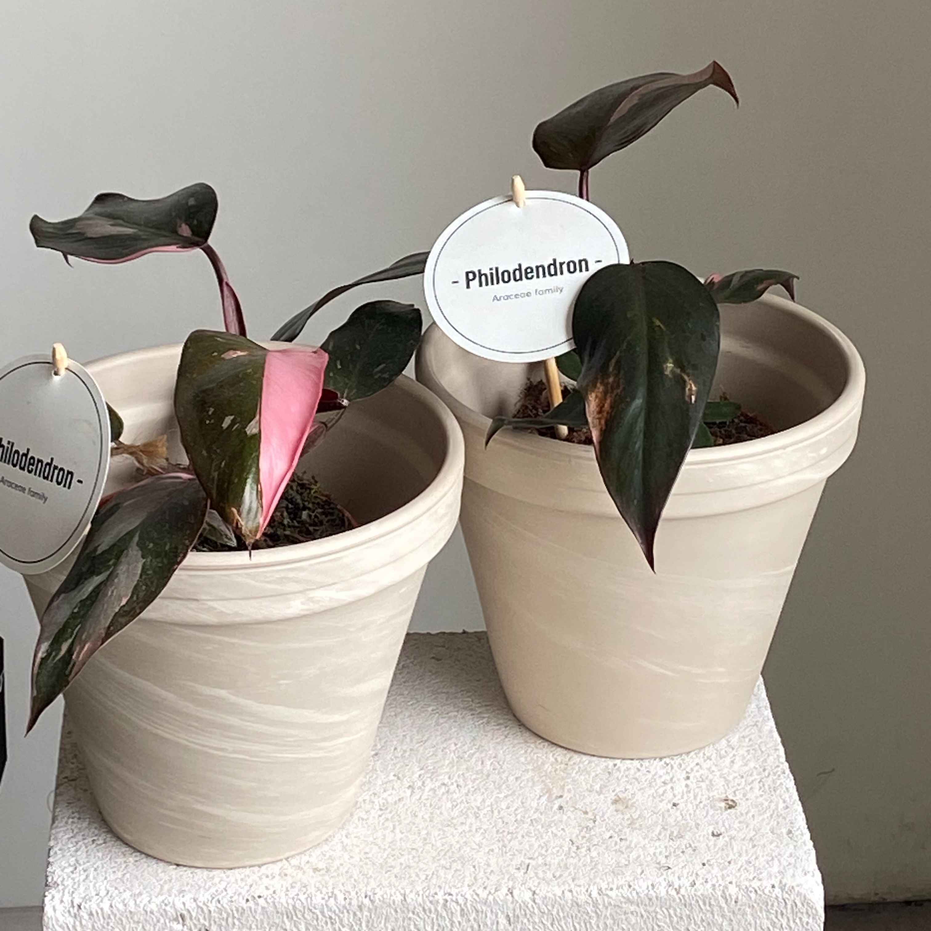 Філодендрон Pink Princess