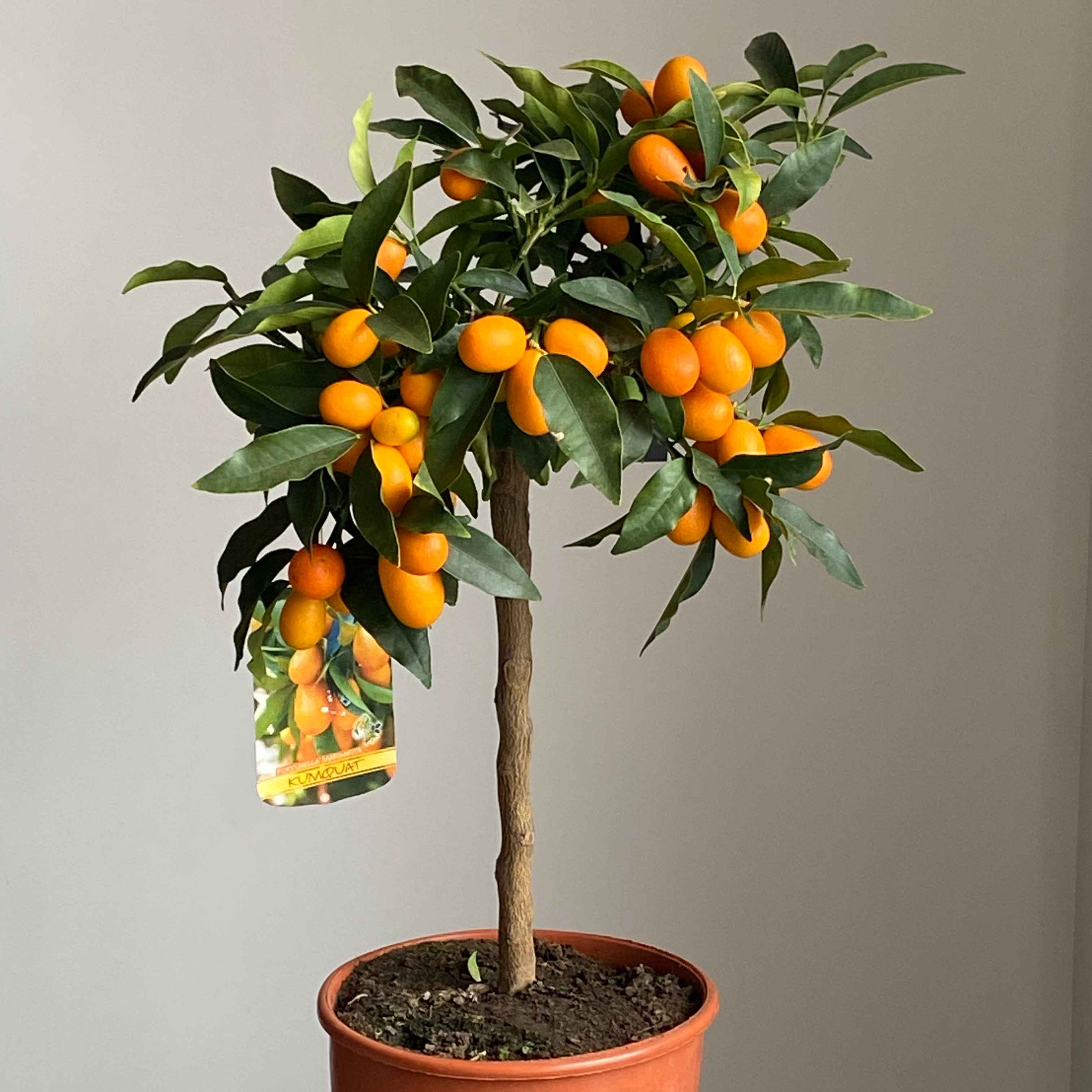 Цитрус Кумкват