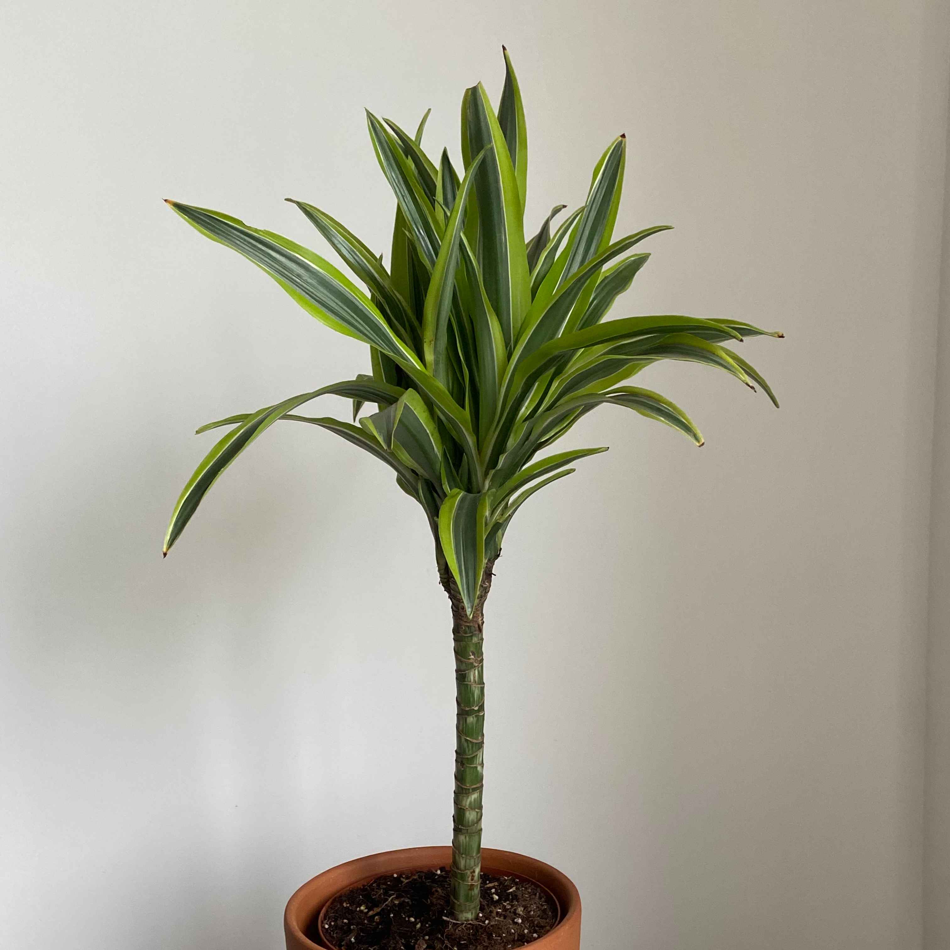 Драцена Лемон Лайм 75