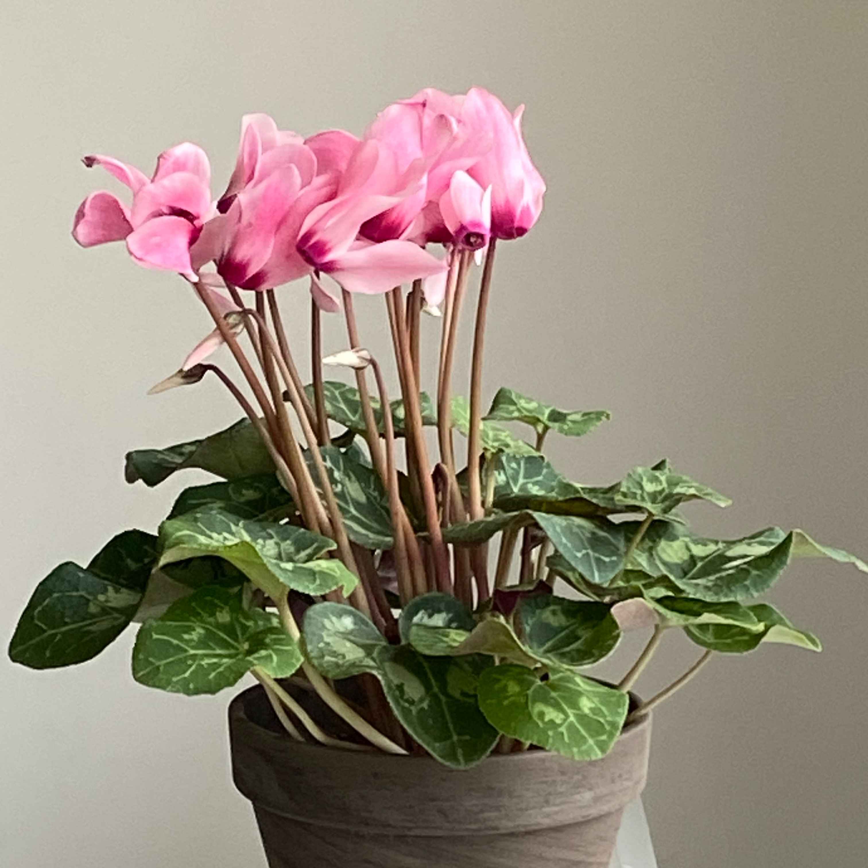 Цикламен мікс