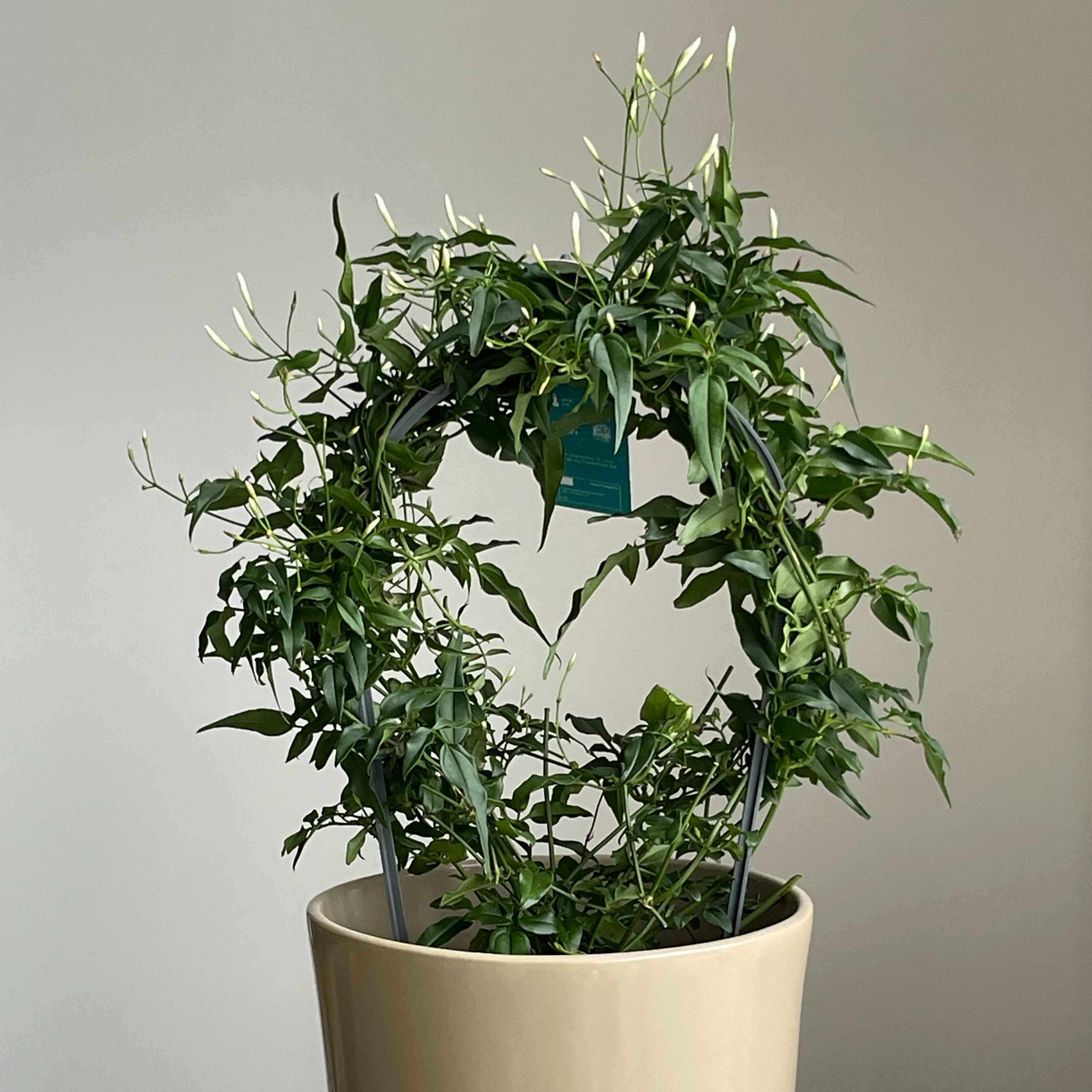 Жасмін Polyanthum