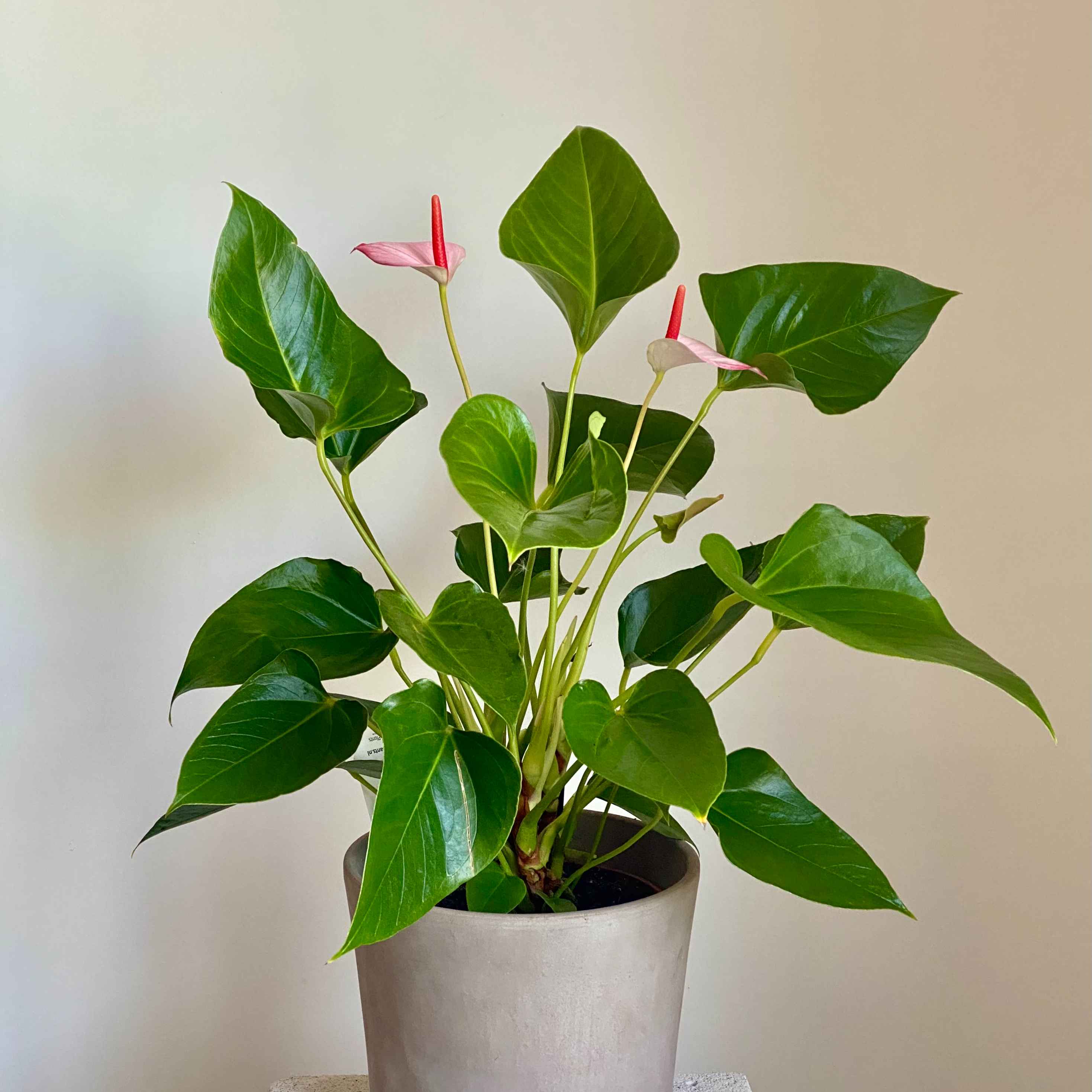 Антуріум Anthurium Pr. Amalia Elegance
