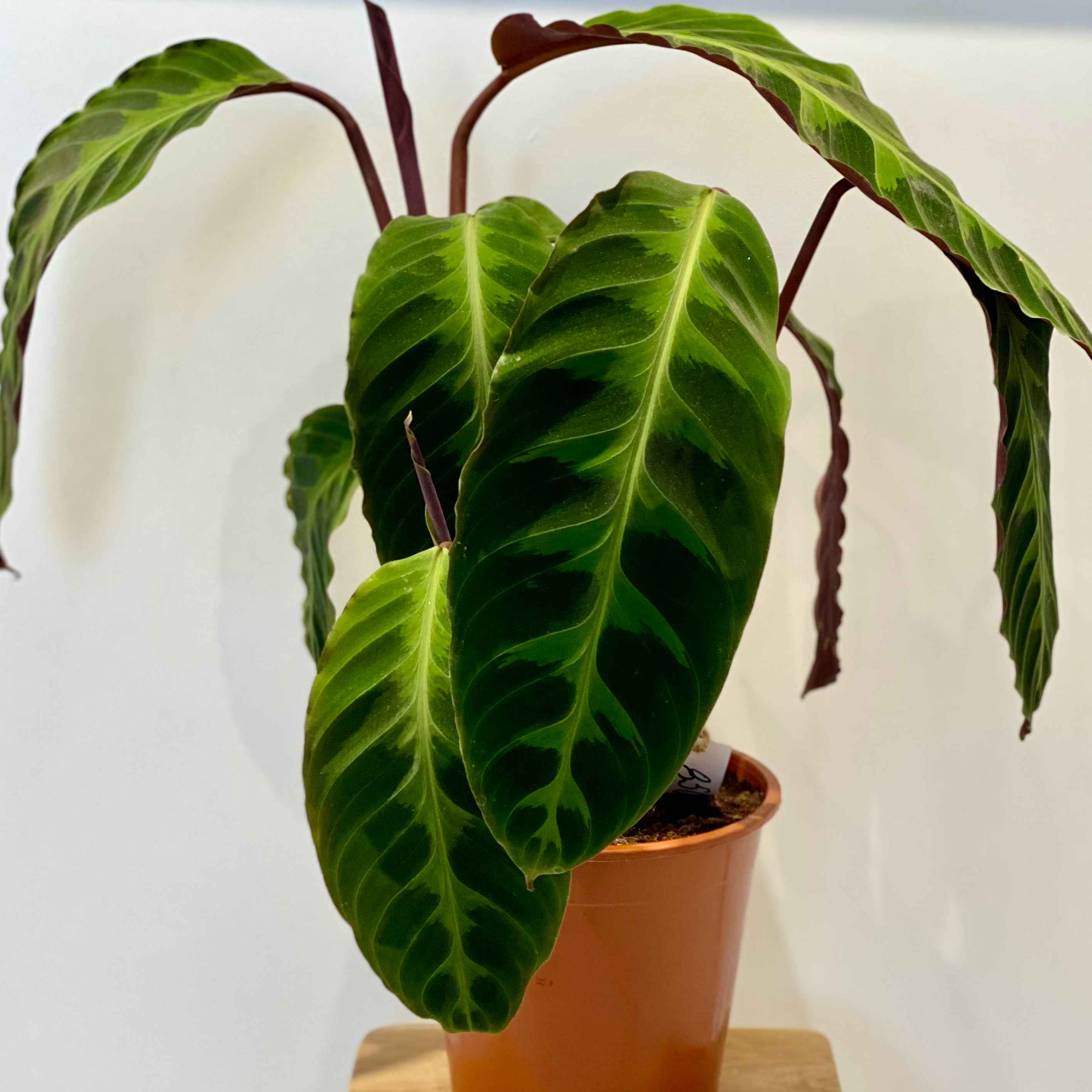 Калатея Варшевича