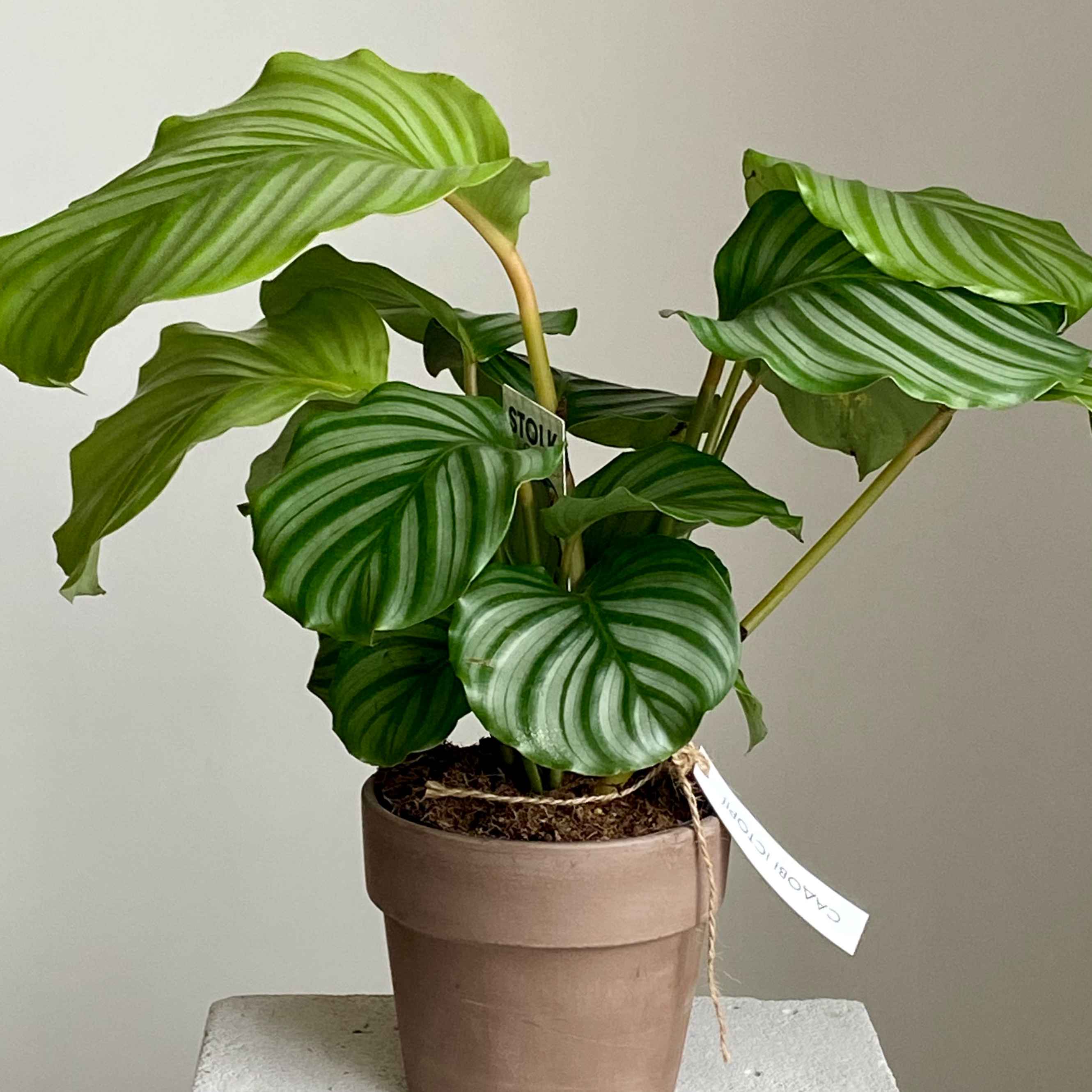 Калатея орбіфолія