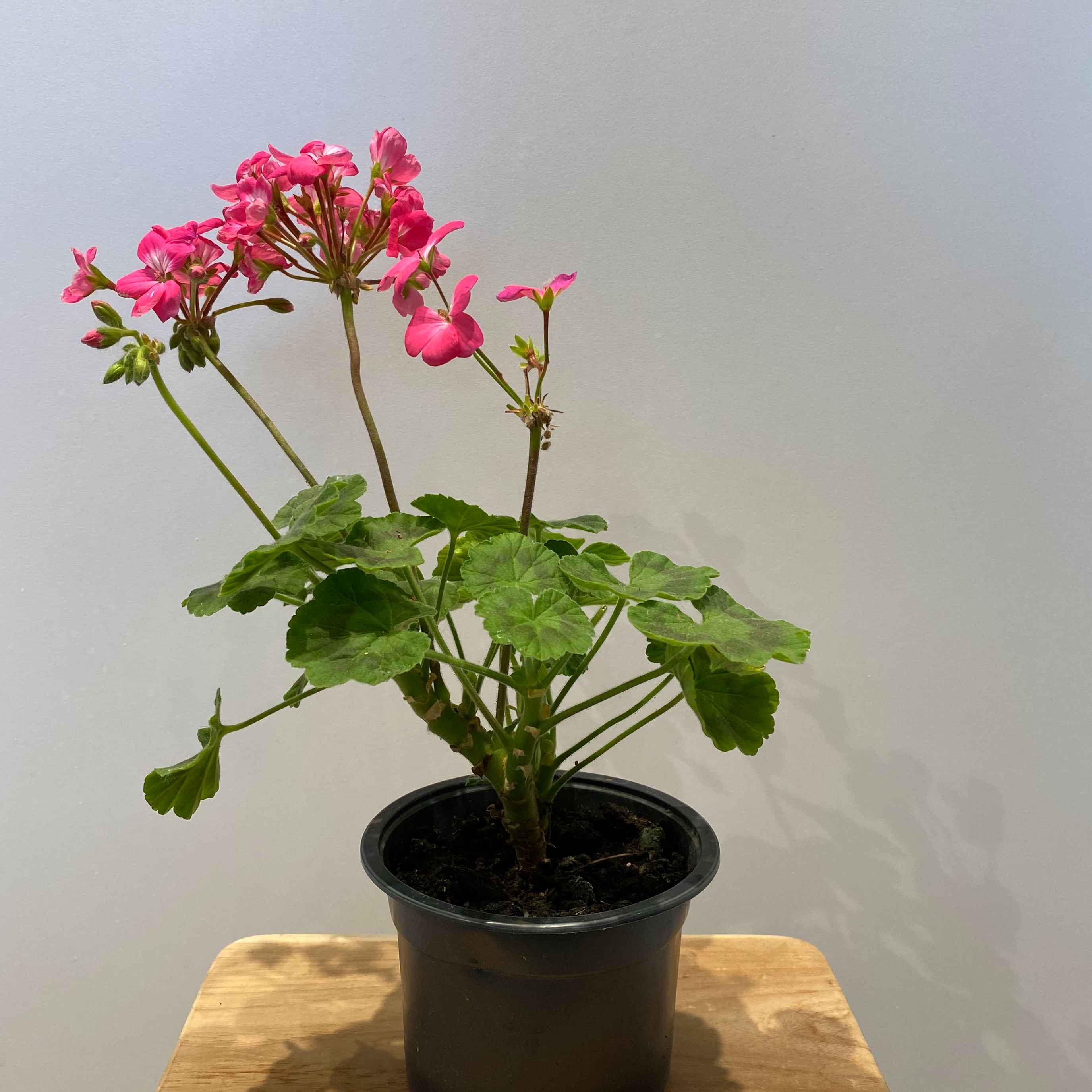 Пеларгонія мікс