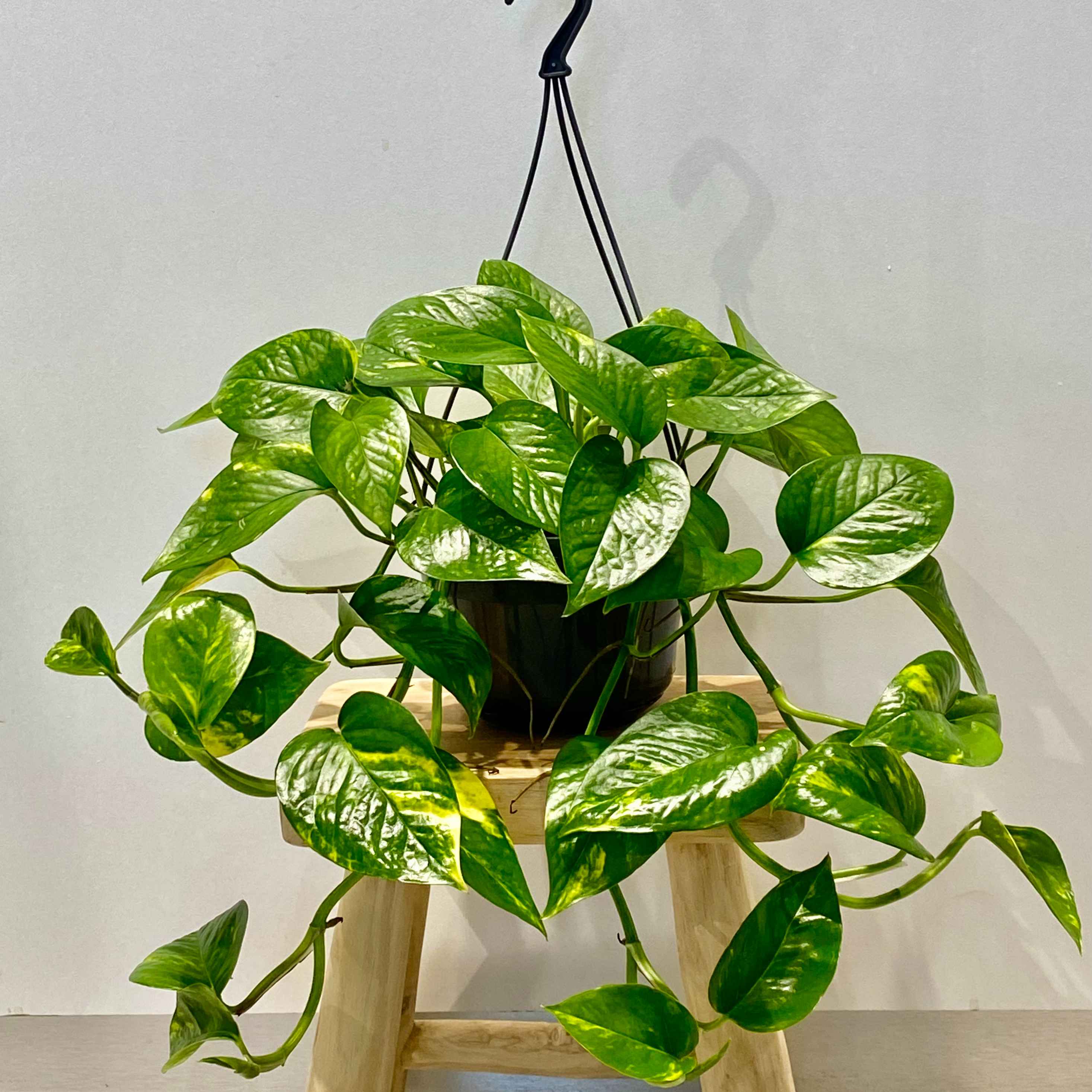 Епіпремнум Ауреум підвіс.