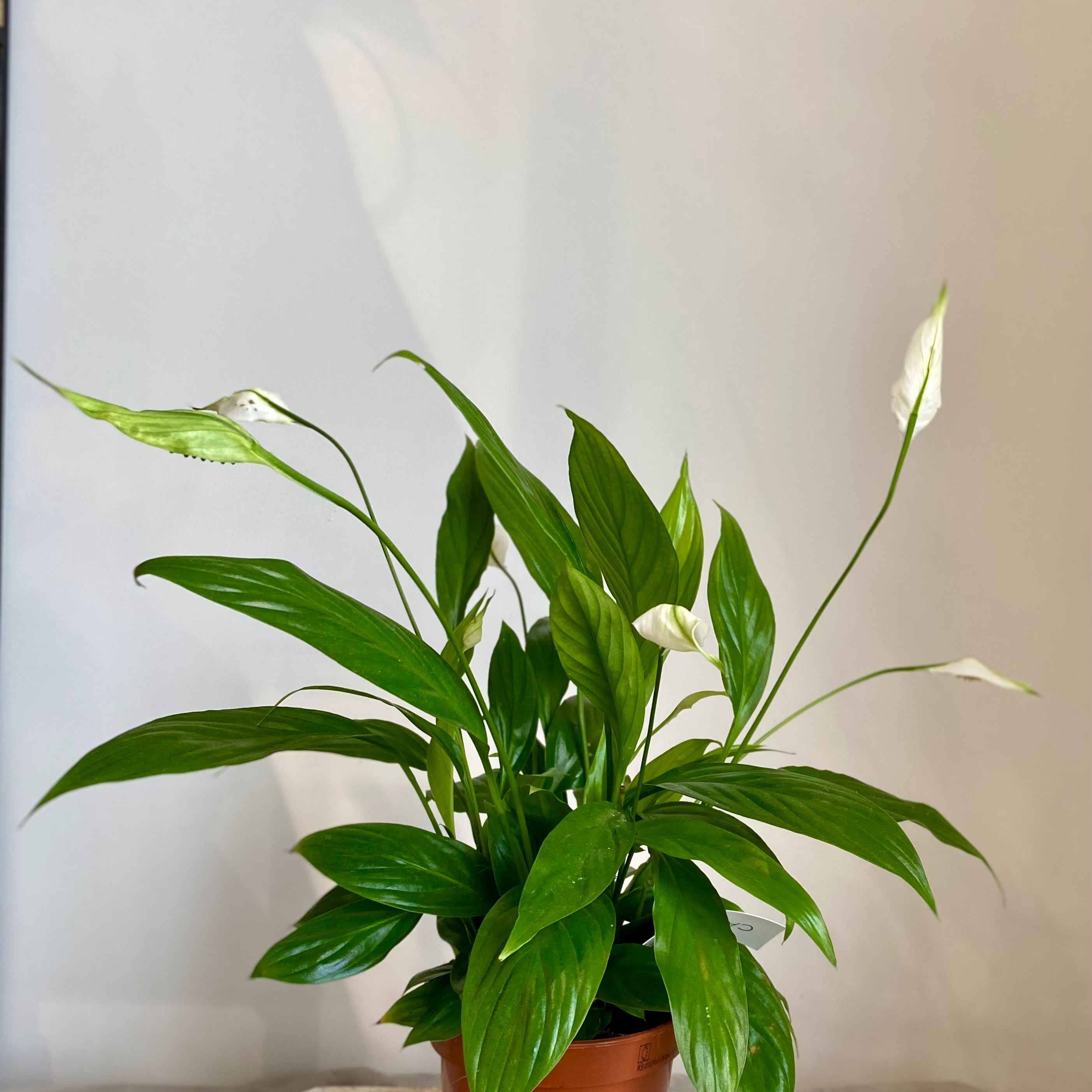 Спатифілум маленький