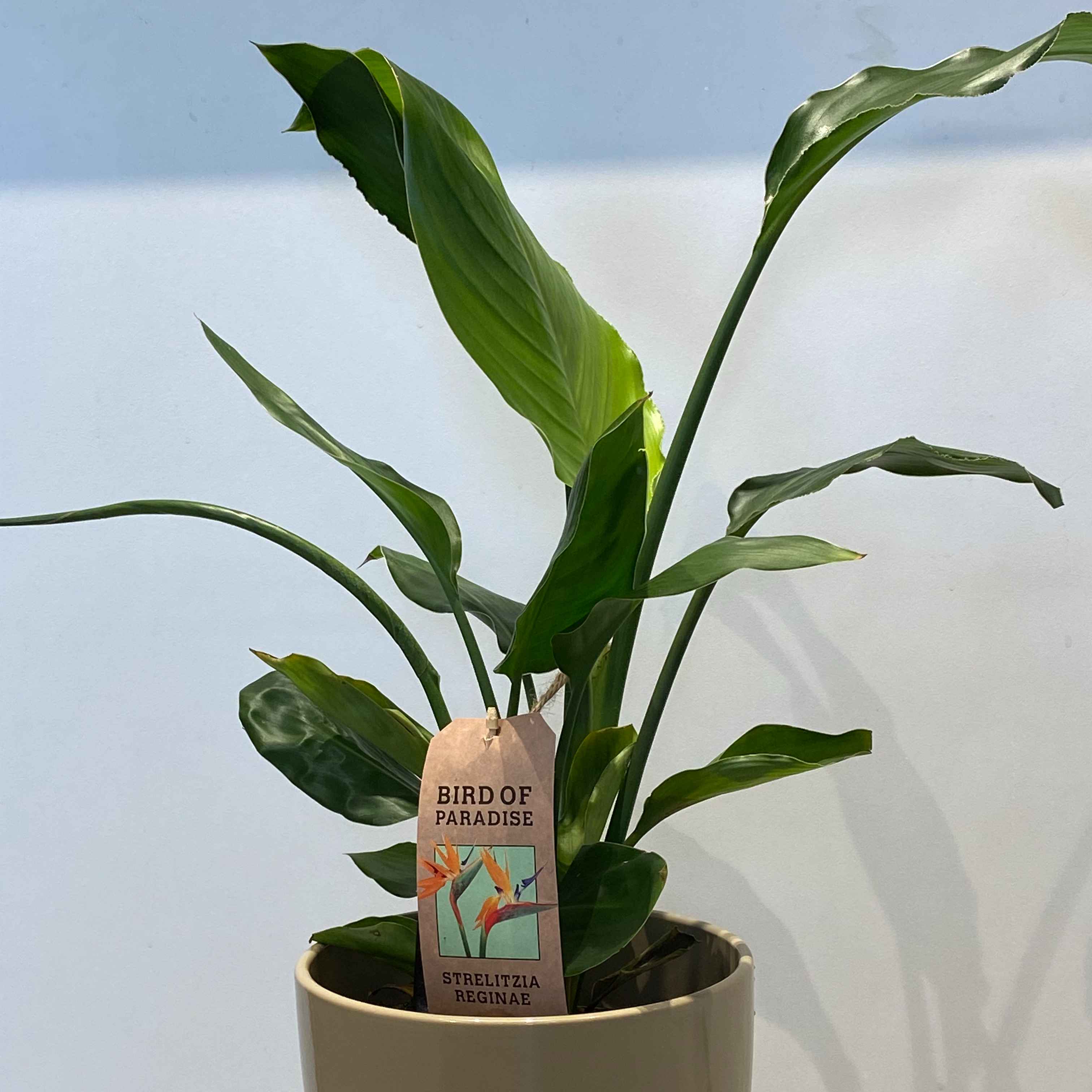 Стреліція Регіна Д17