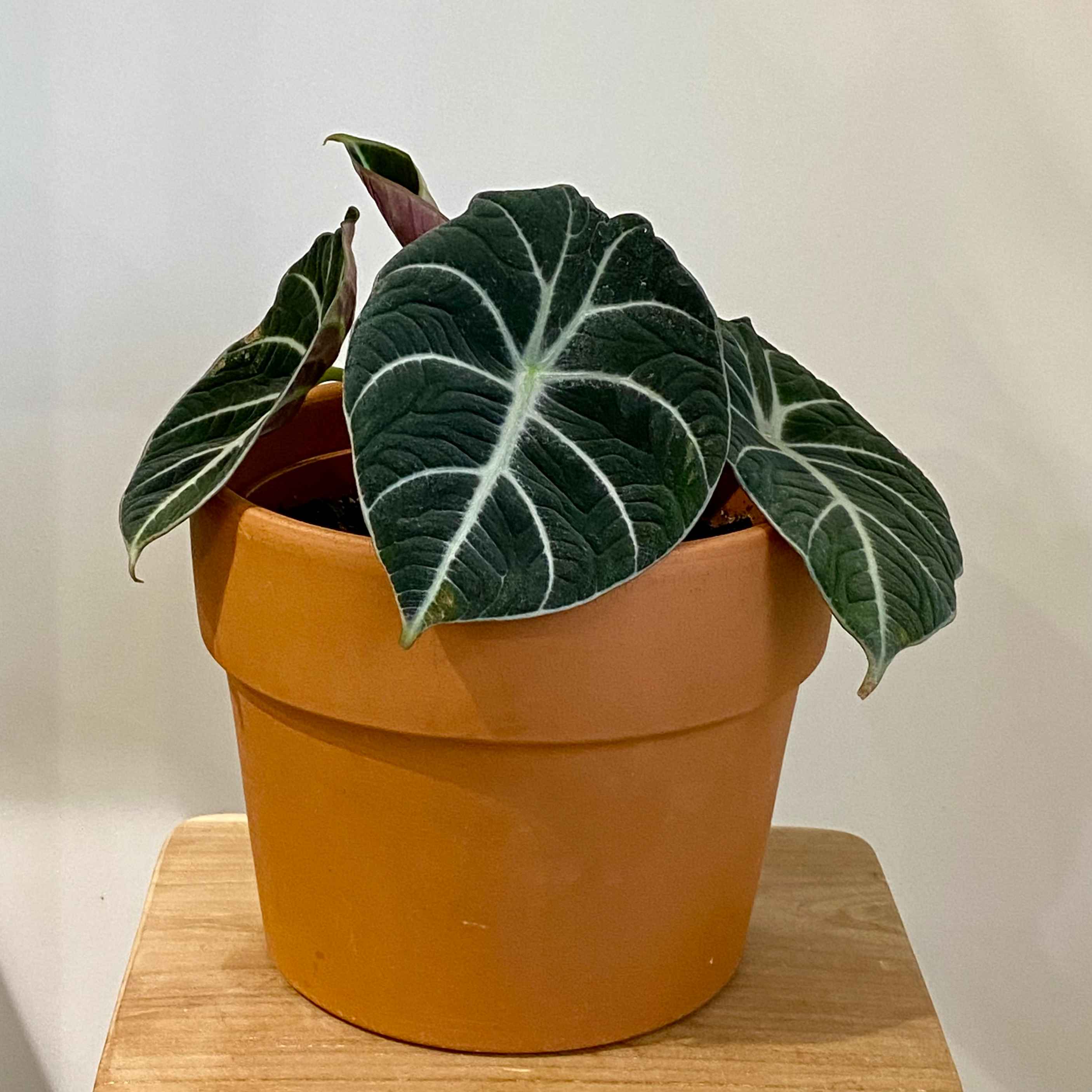 Алоказія Black Velvet