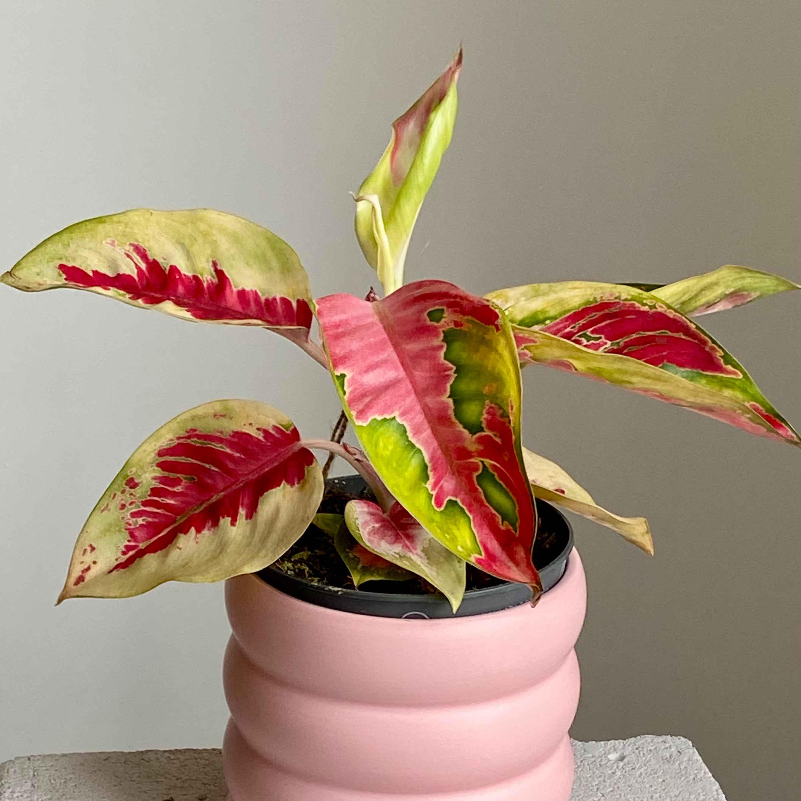 Аглаонема Pink Star