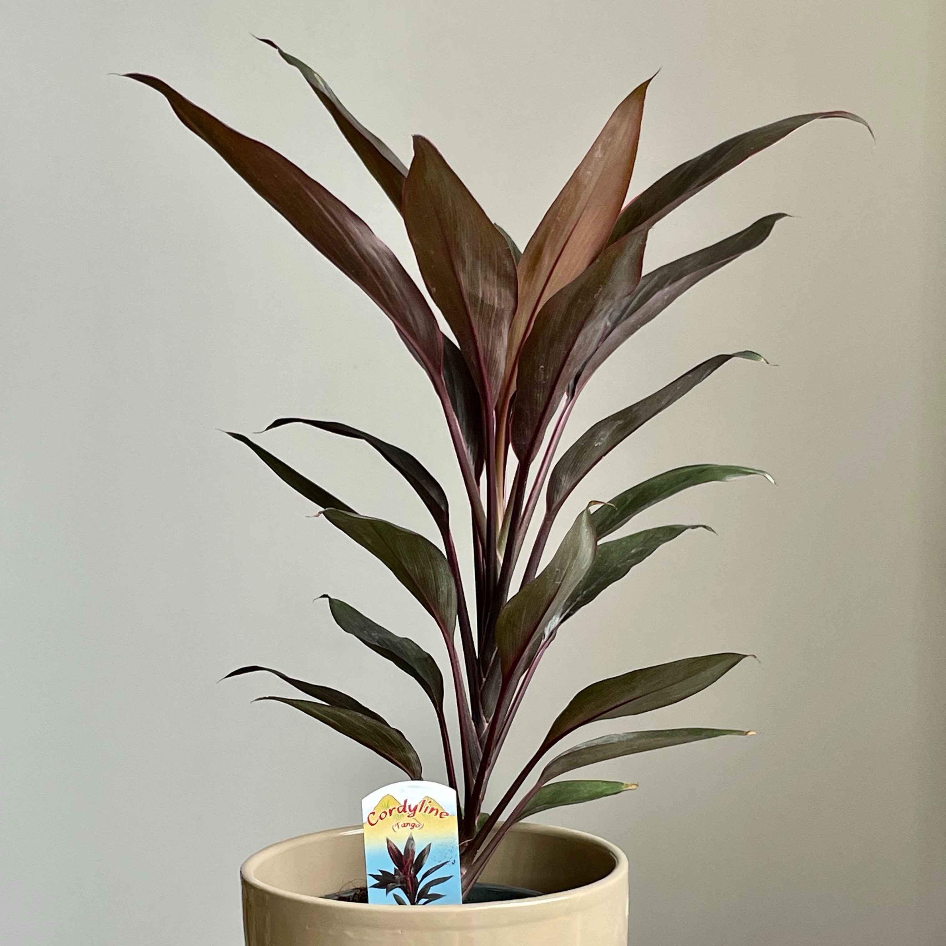 Кордиліна Танго