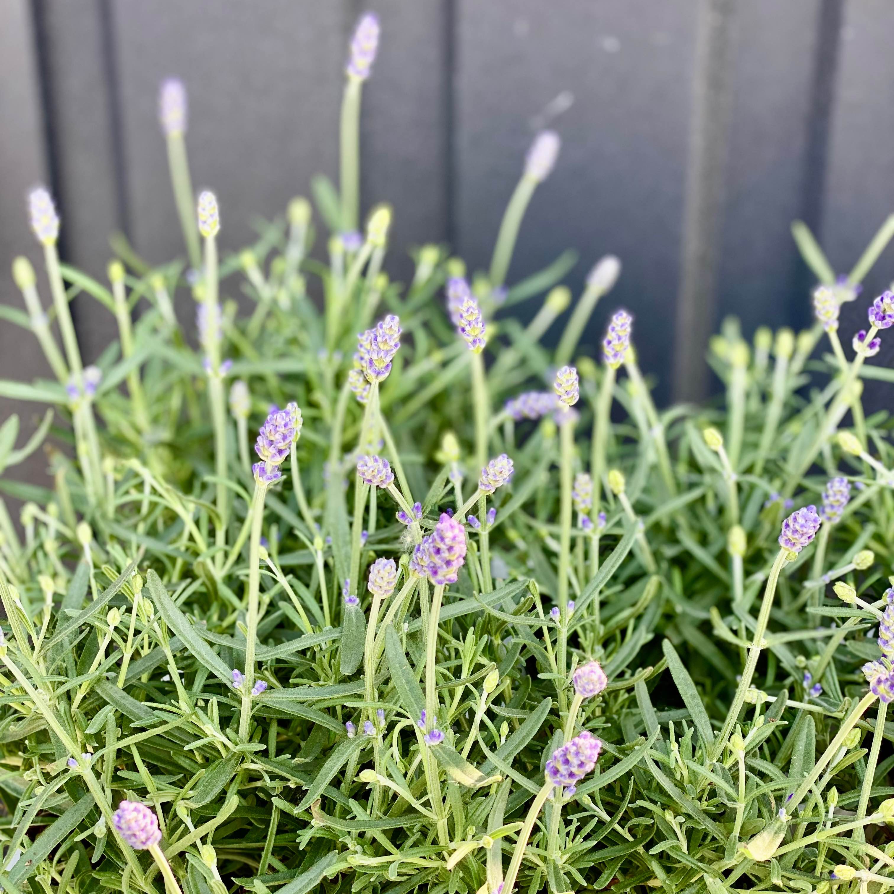 Лаванда ароматна