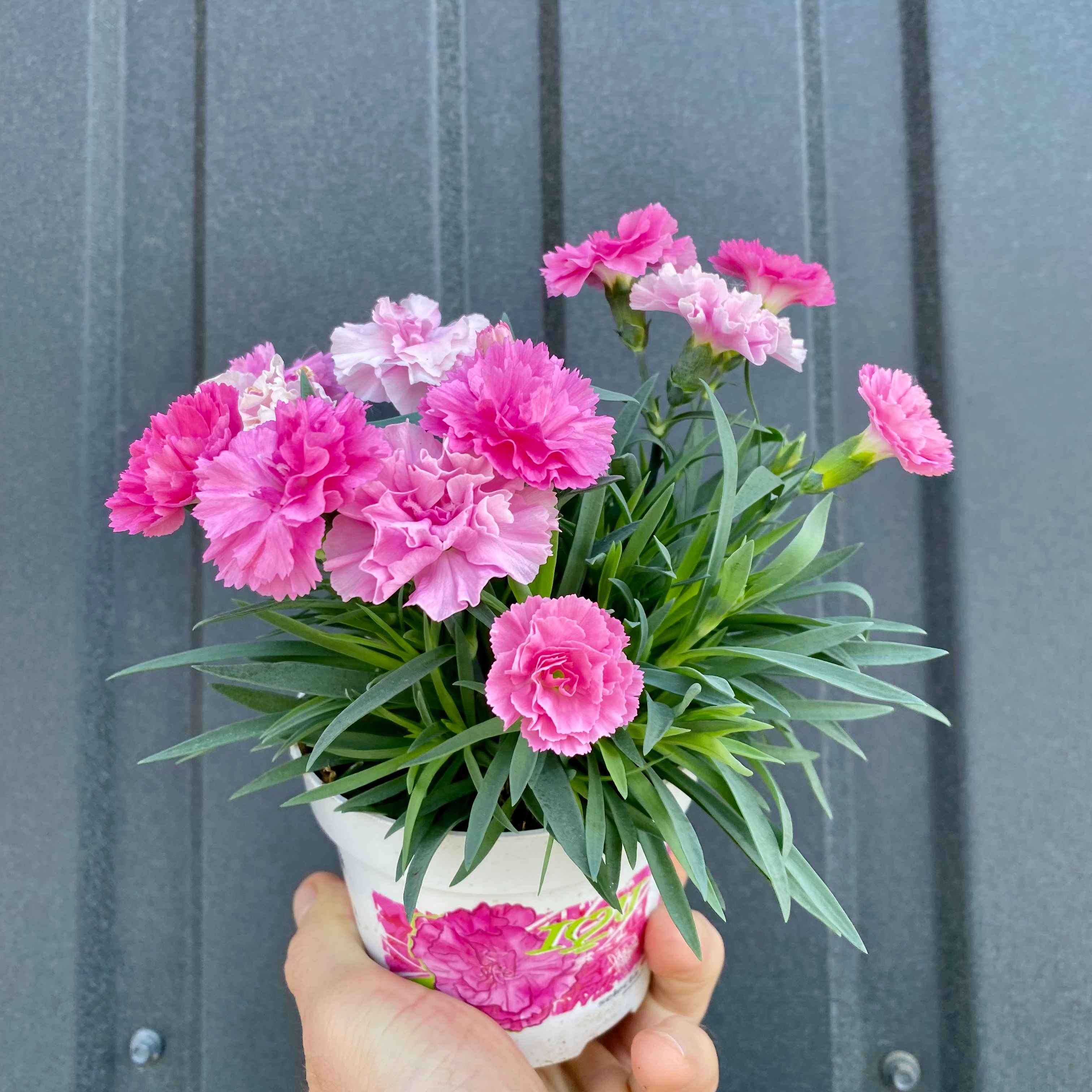 Діантус горщик