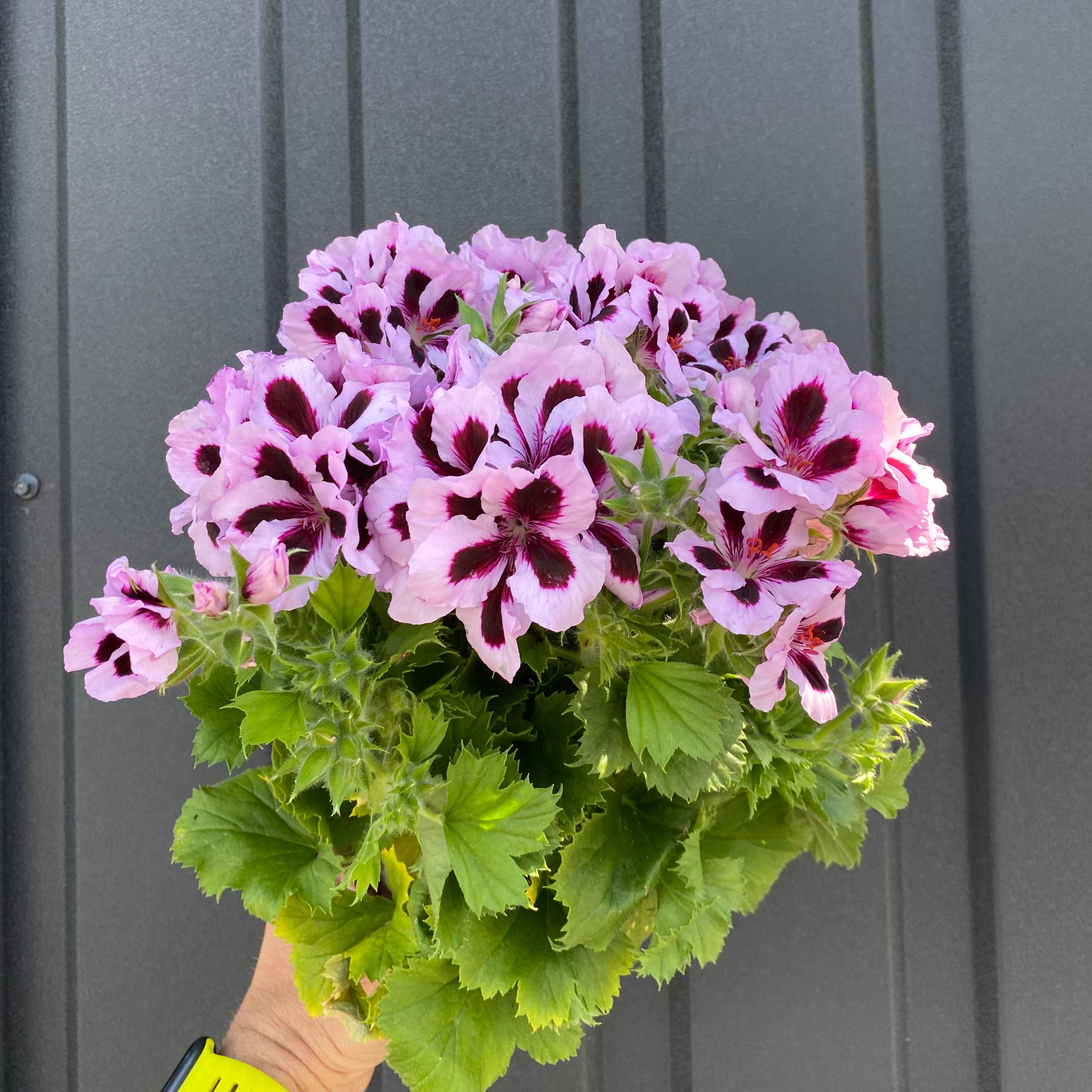 Пеларгонія французька