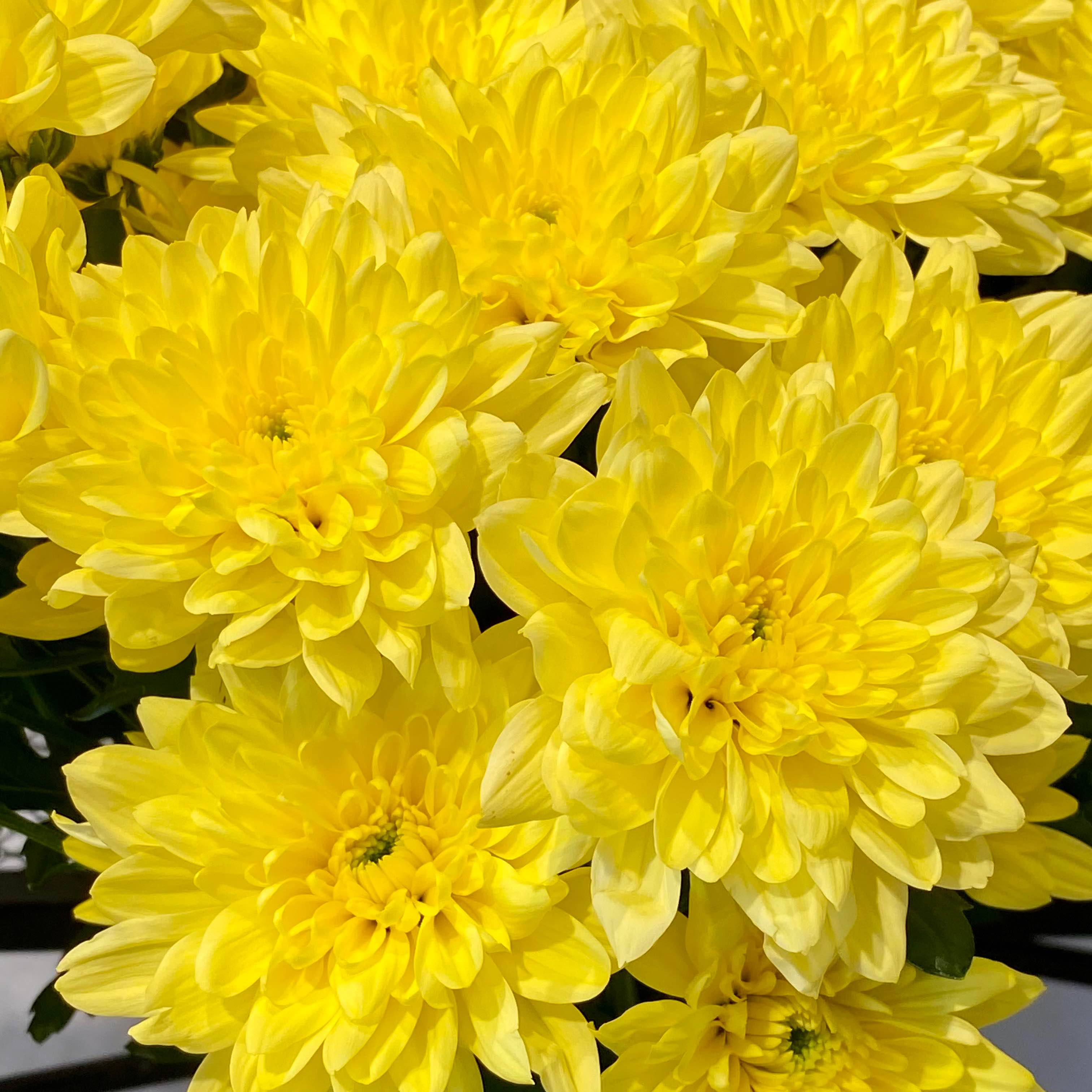 Хризантема Балтіка жовта