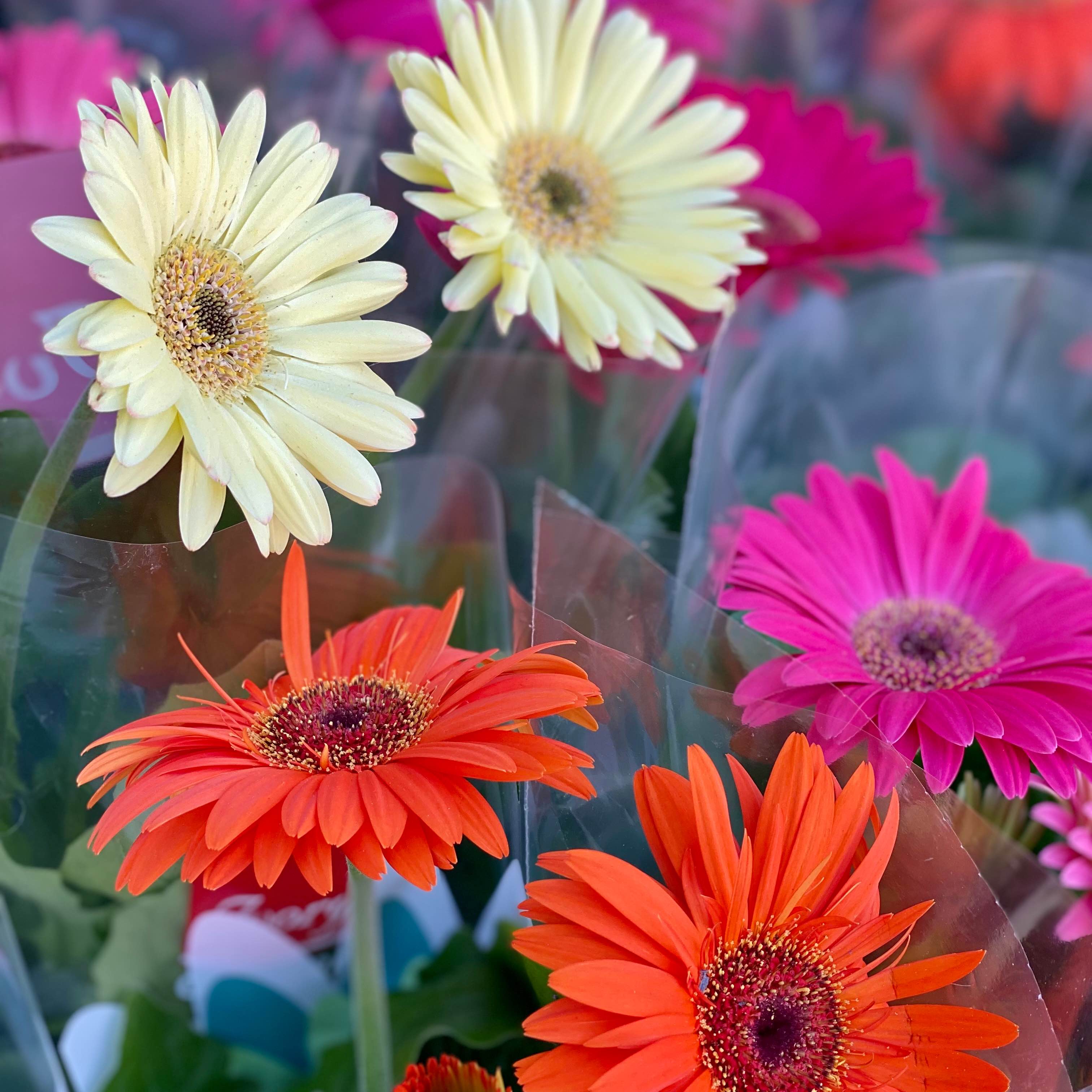 Гербера в горщику