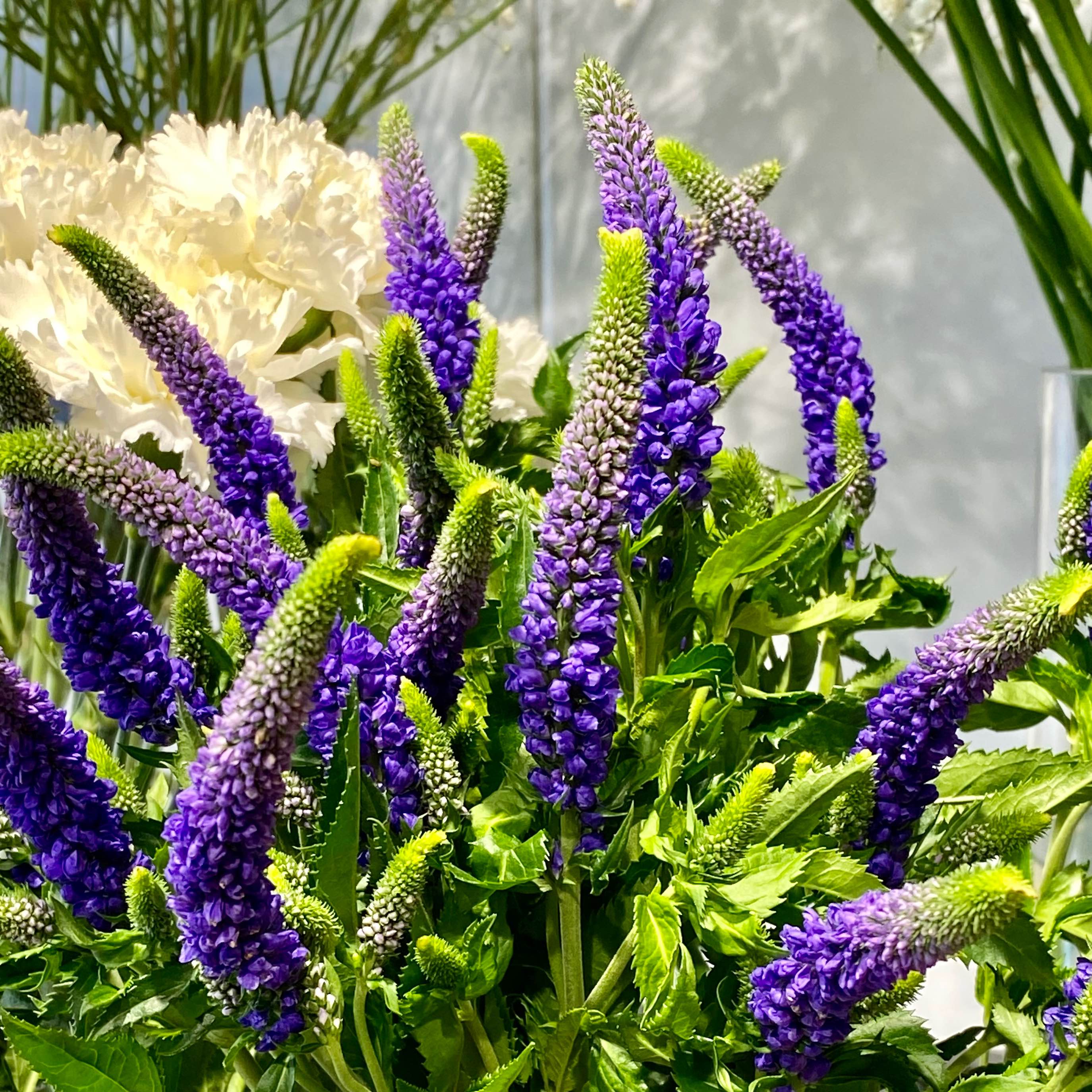 Вероніка мікс