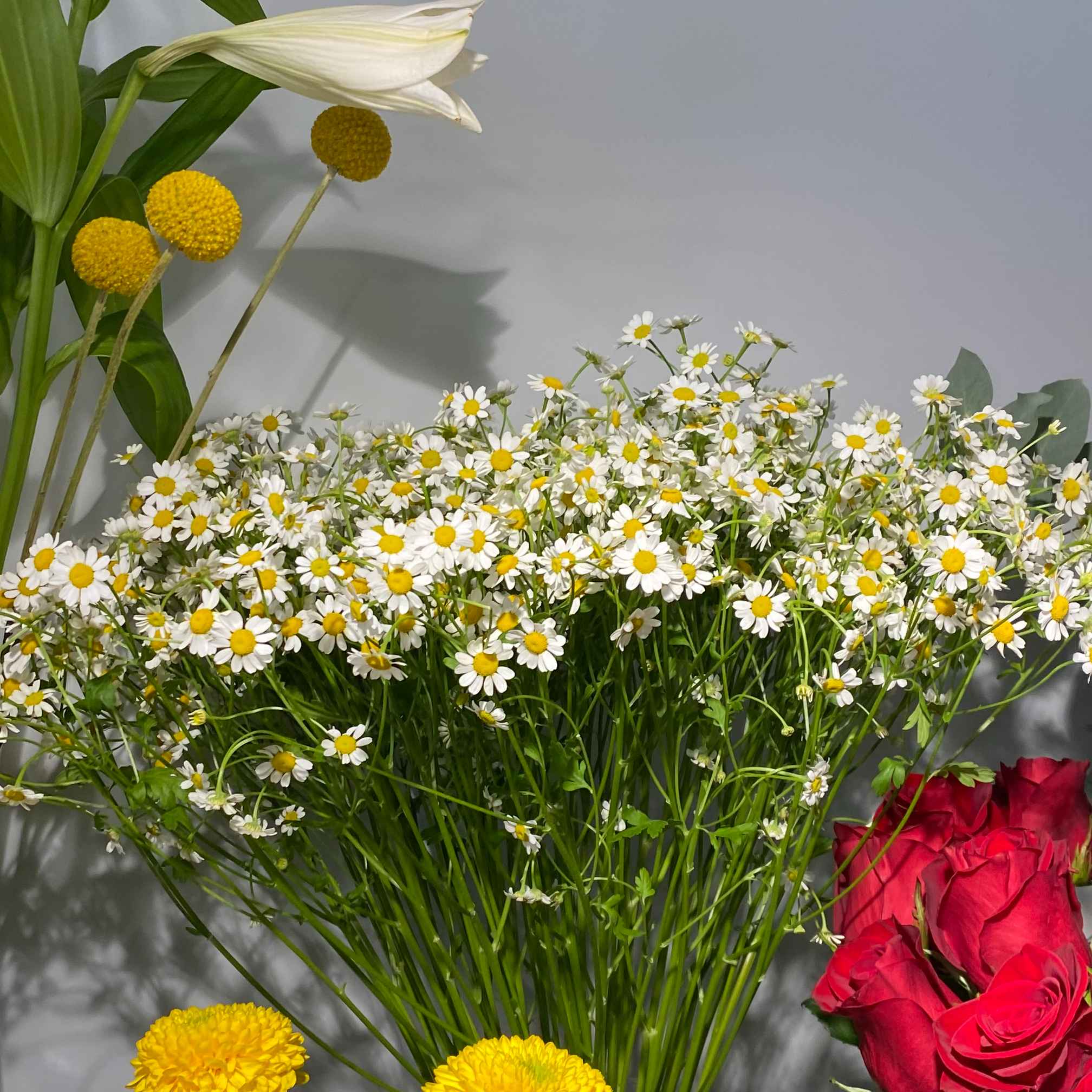 Танацетум Сінгл 60