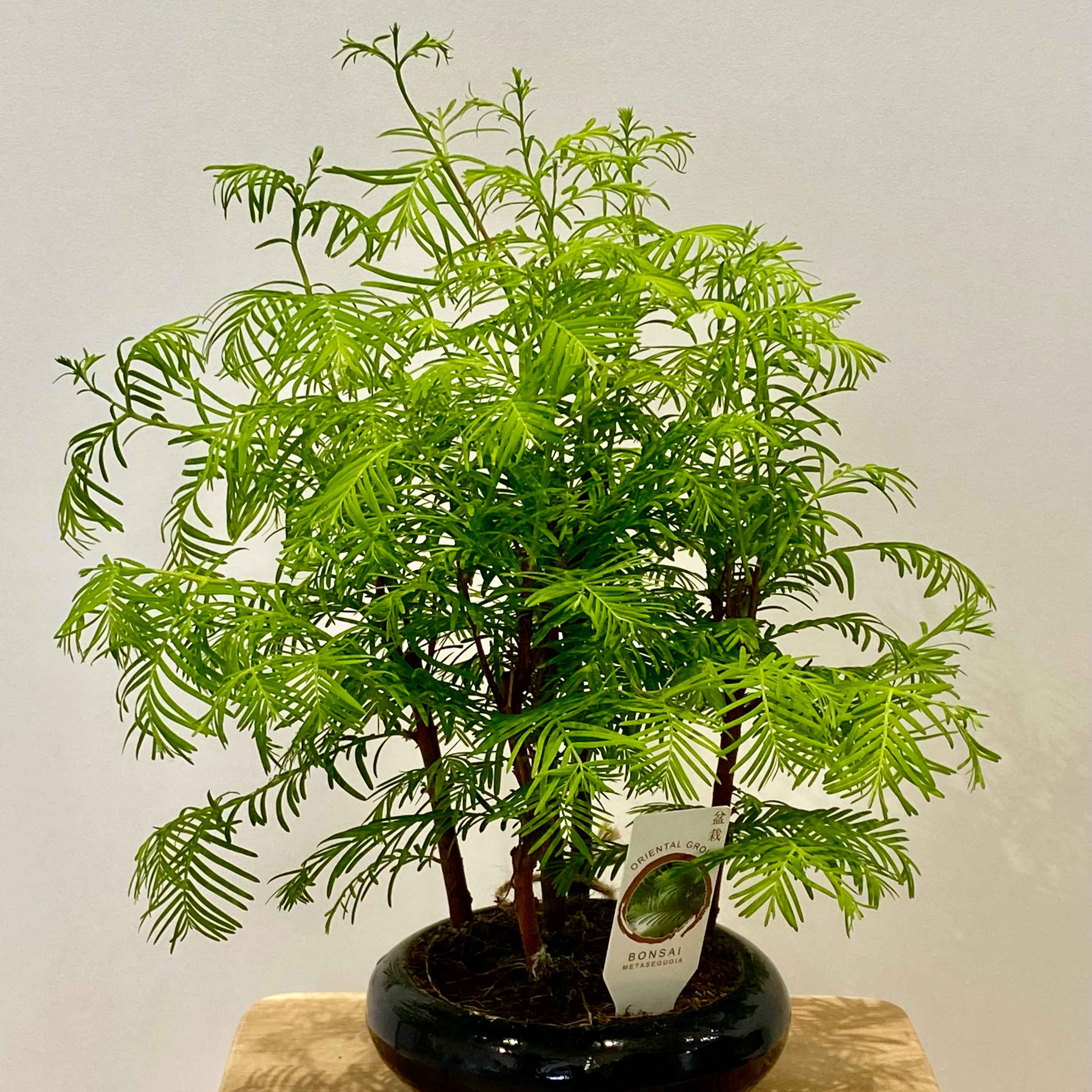 Метасеквоя бонсай
