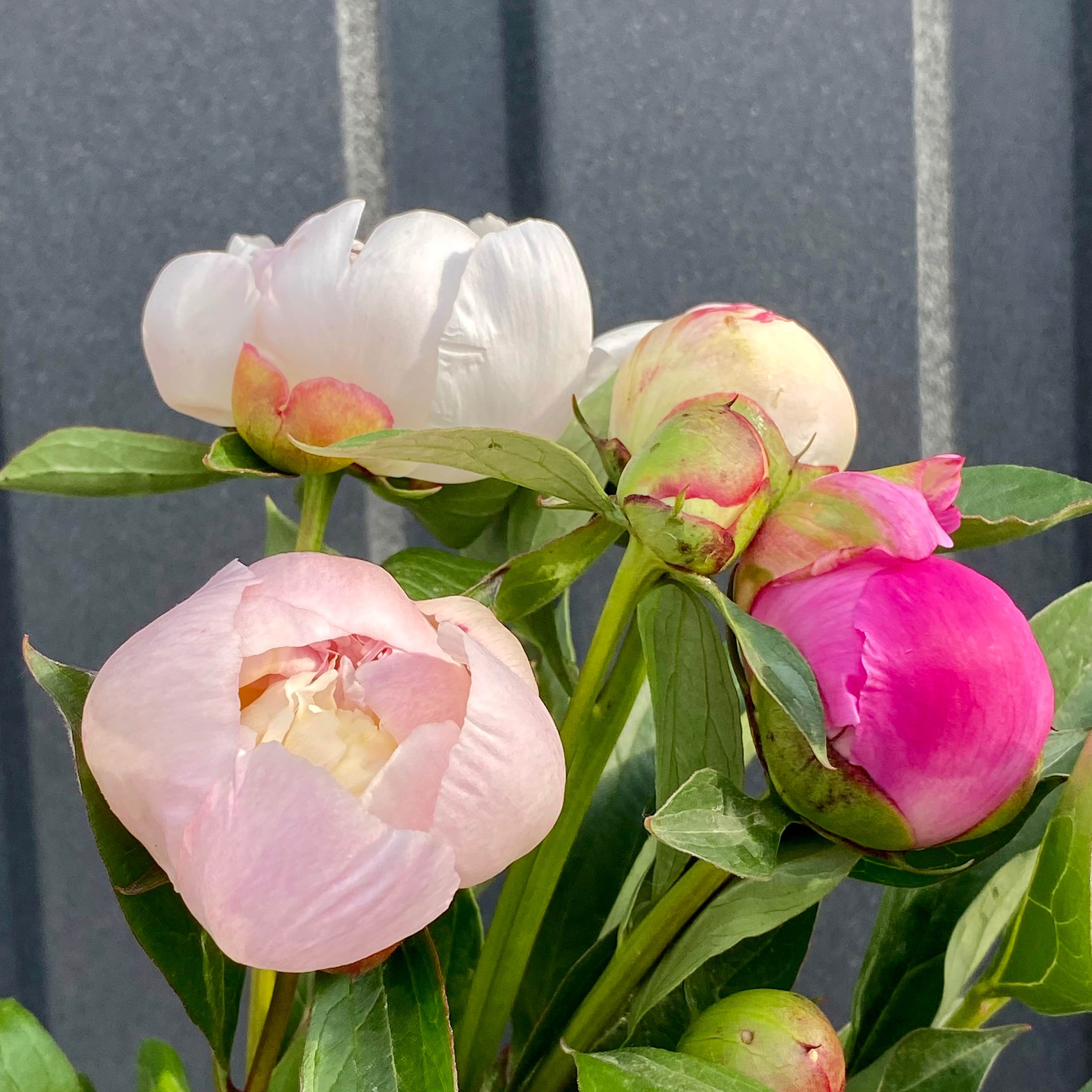 Півонія місцева