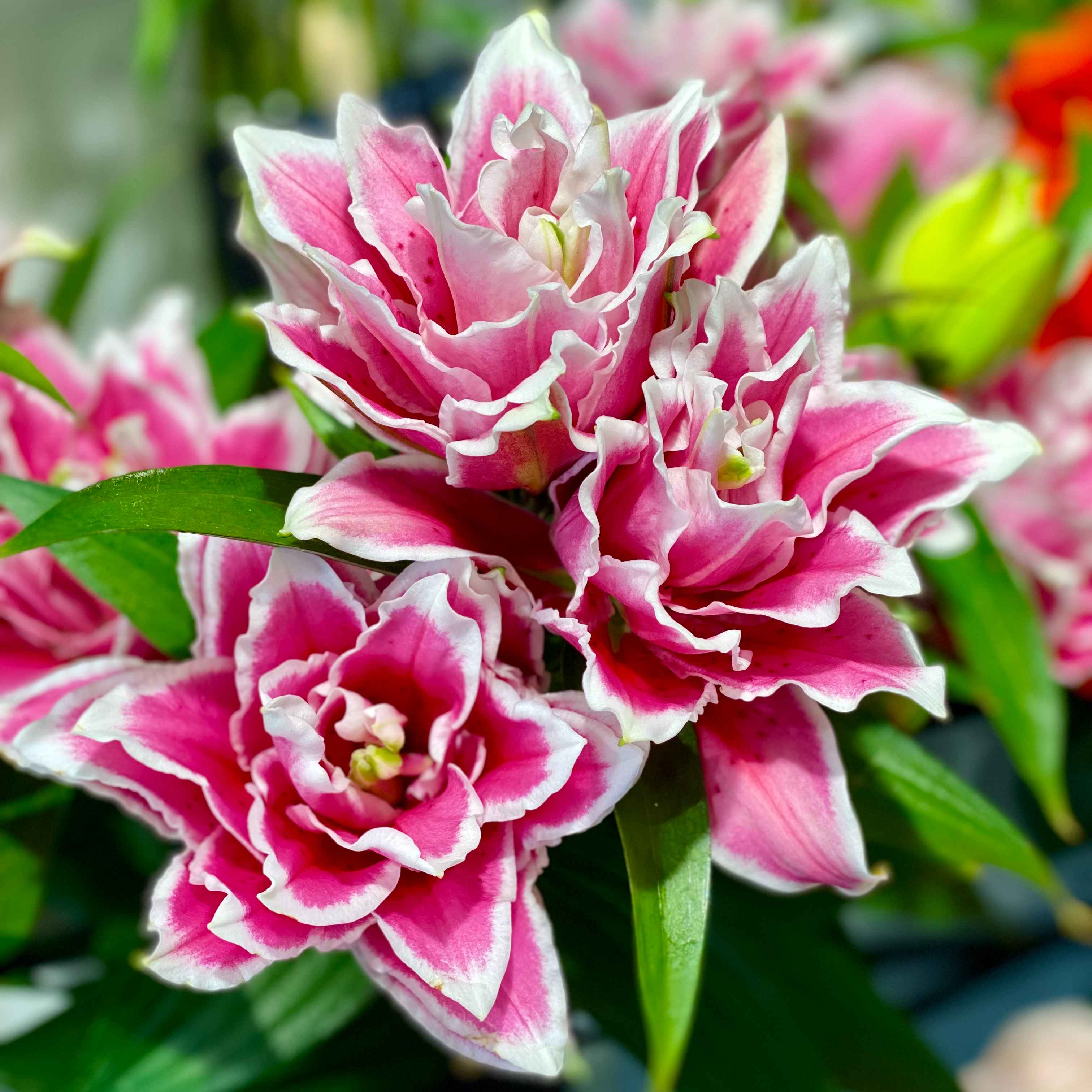 Лілія орієнтал