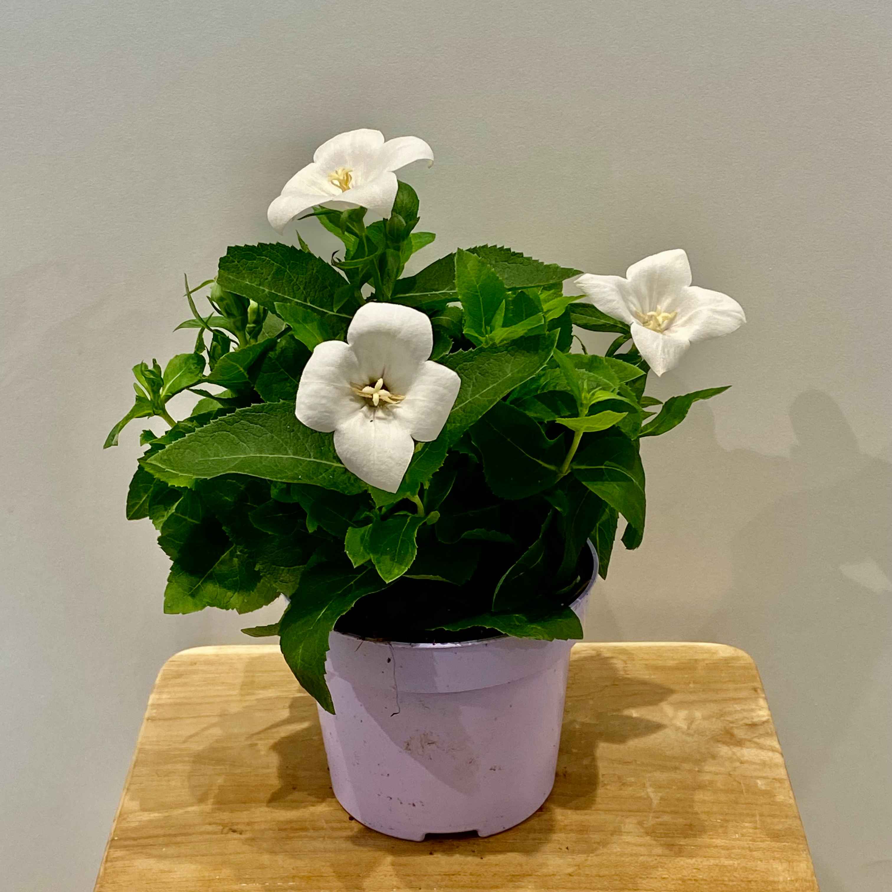 Платикодон