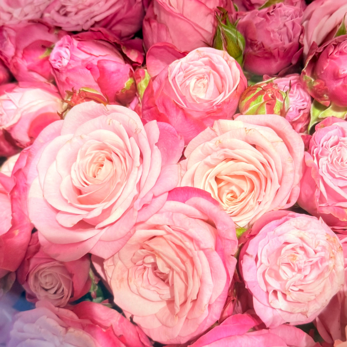 Тр Спрей Леді Бомбастик 50см 1