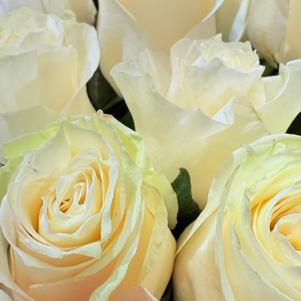 Тр Мондіаль 60 см