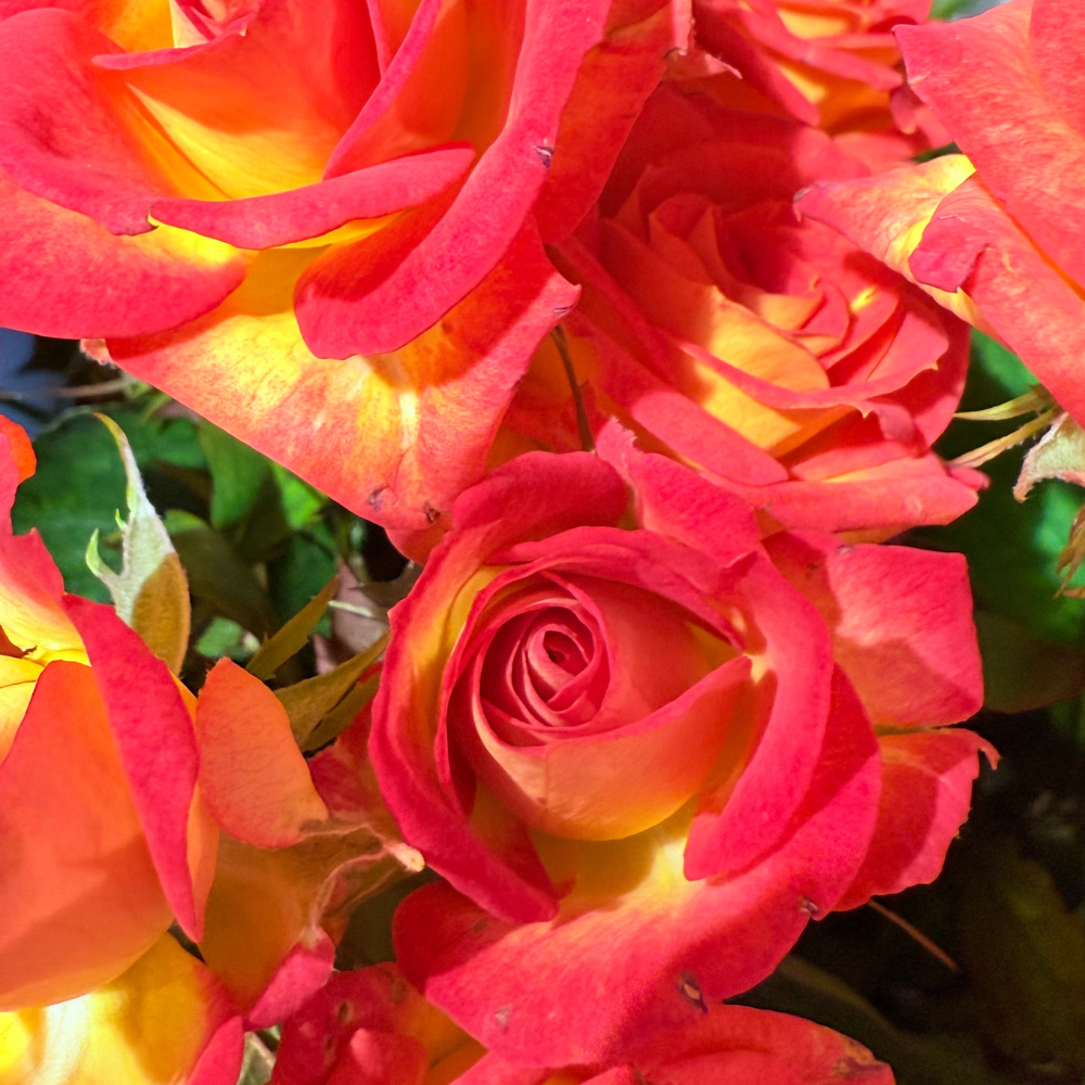 Тр Спрей Саммер Денс 70 см