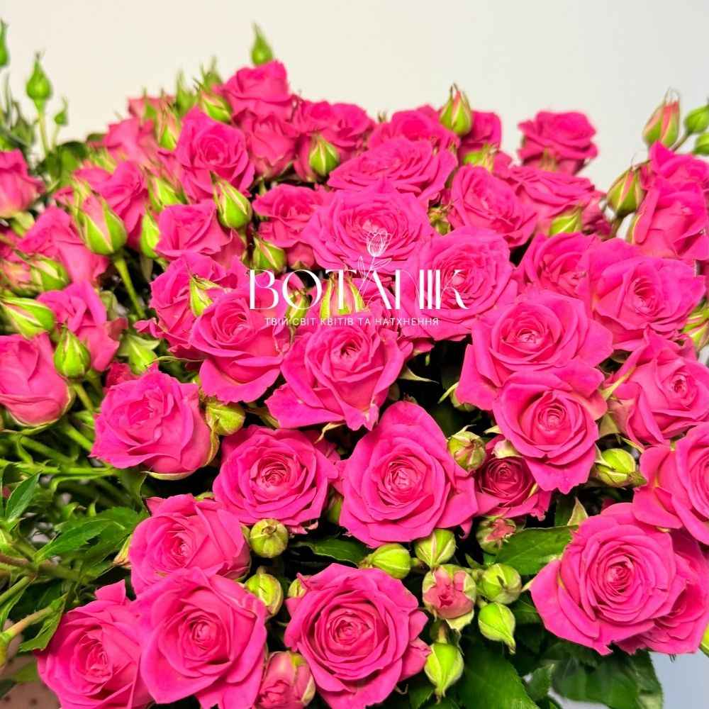 Тр Спрей Алісія 60 см