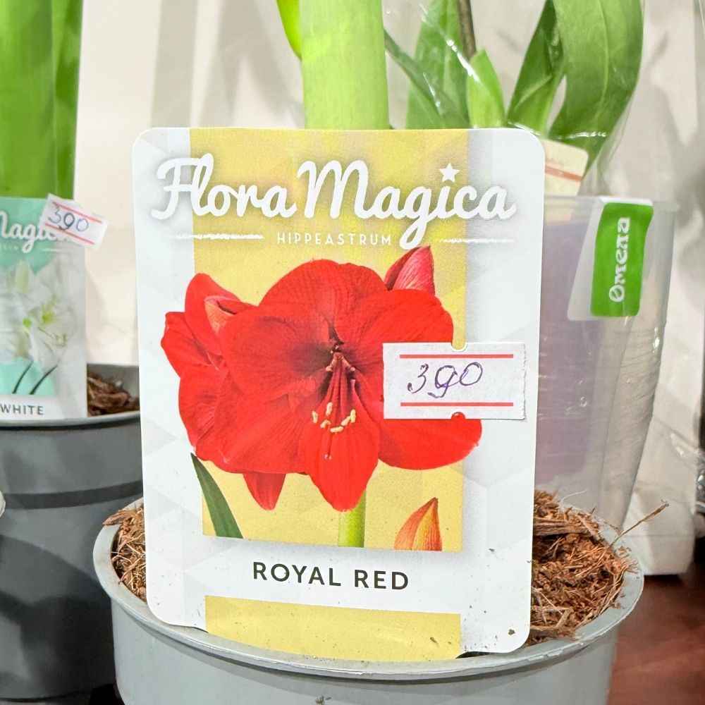 Гіпеаструм 300