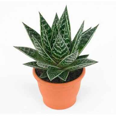 Алоє . Тікі такі 400