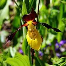 Башмачок 790