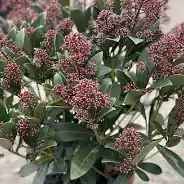 Скімія 80 грн