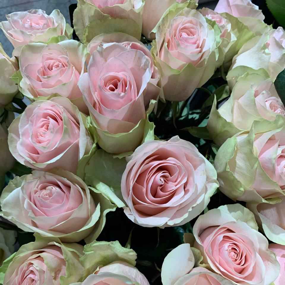 Тр Фрутетто 70 см