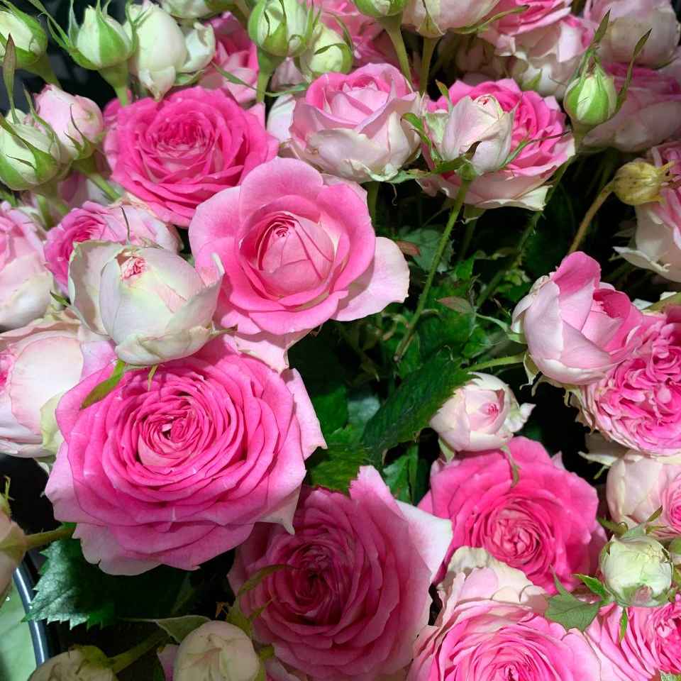 Тр Спрей Джелатто 50 см