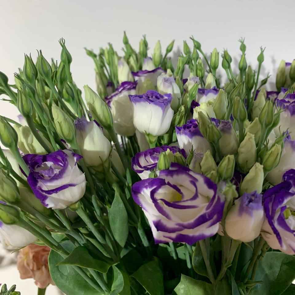 Еустома Голандія