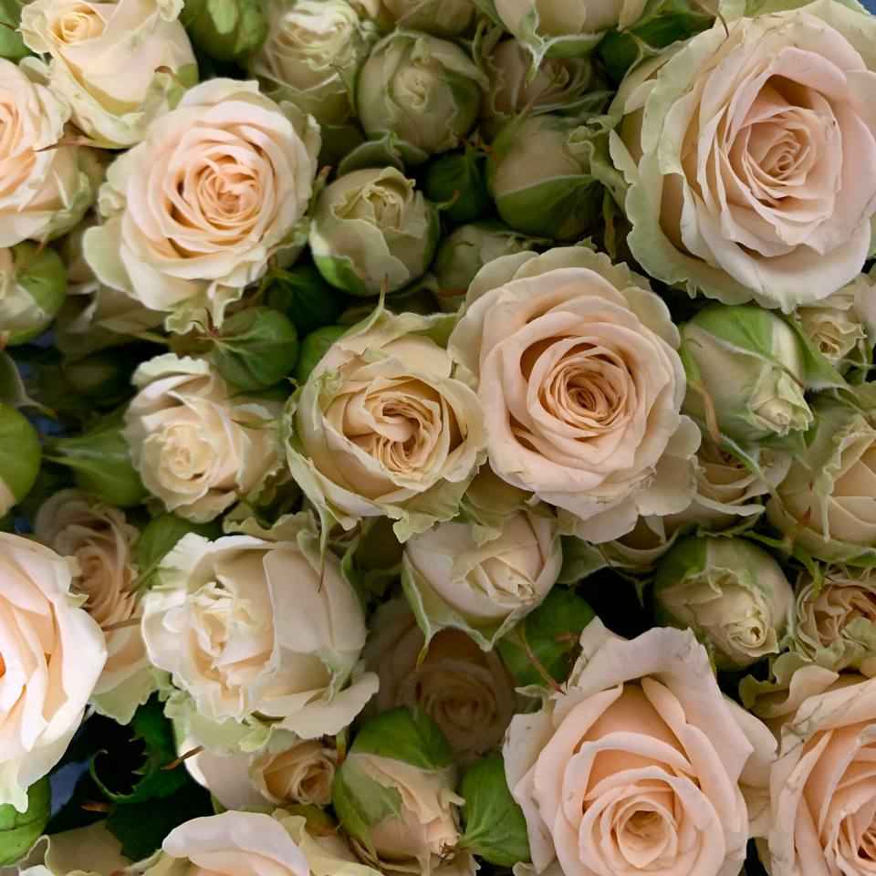 Тр Спрей Таня 50 см 1 