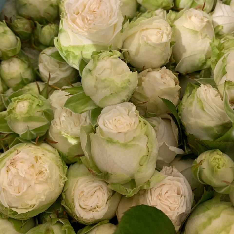 Тр Спрей Міс Бомбастік 40 см