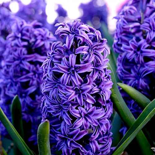 Гіацинт зріз