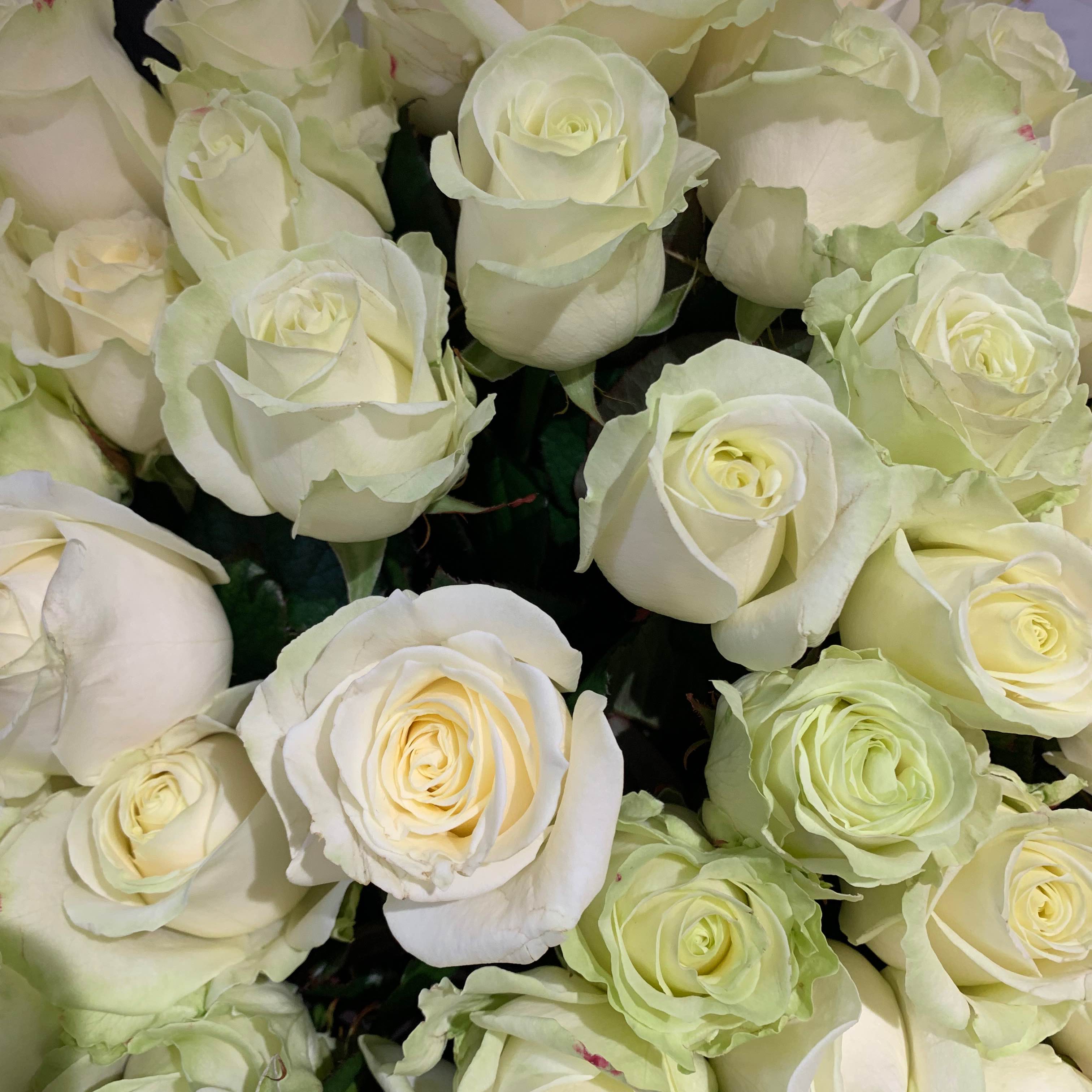 Тр Аваланч 60 см 