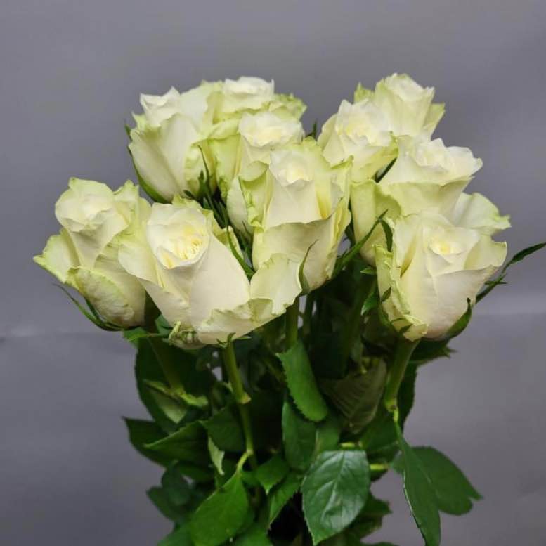 Тр Атена 60 см